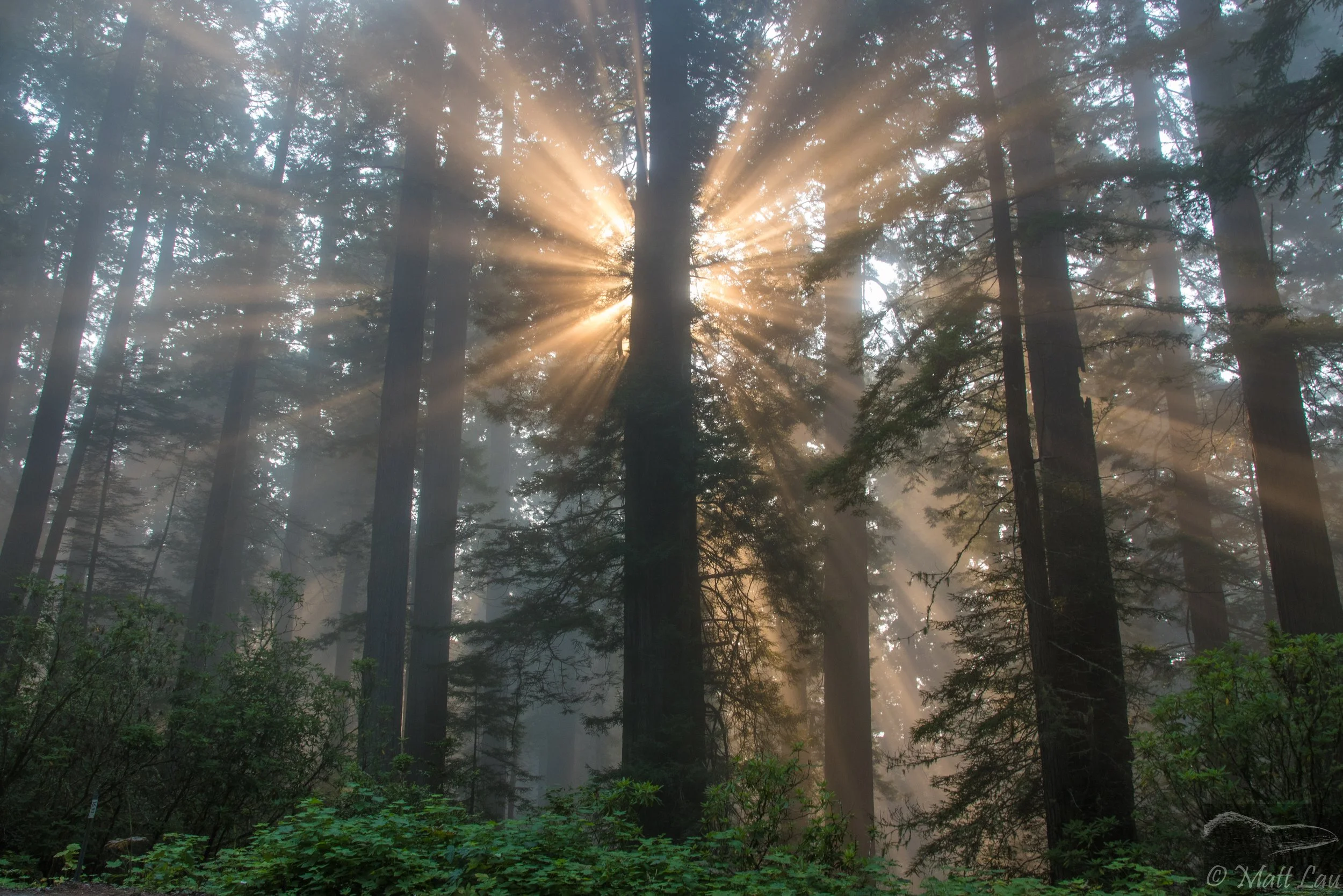 Redwoods sunset.jpg