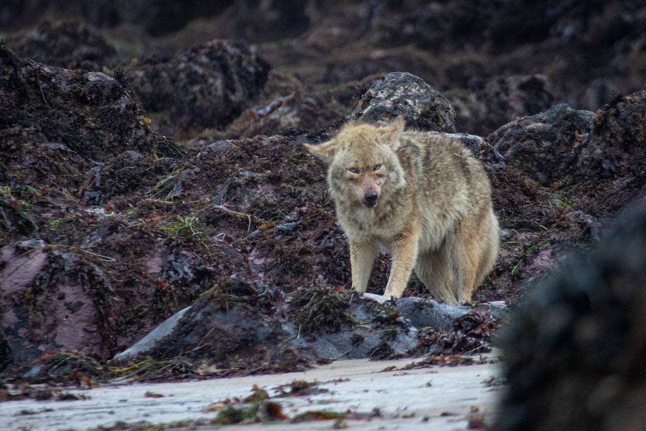 yote.jpg