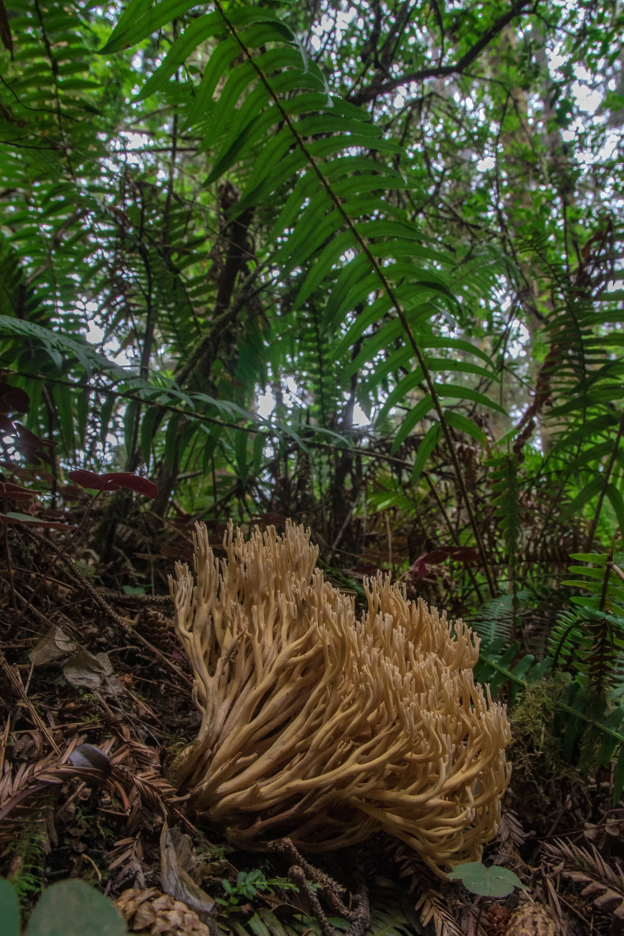 Fungus (1 of 1).jpg