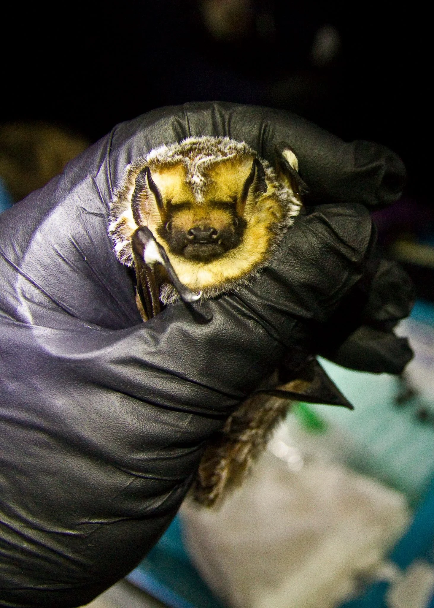 Hoary Bat.jpg
