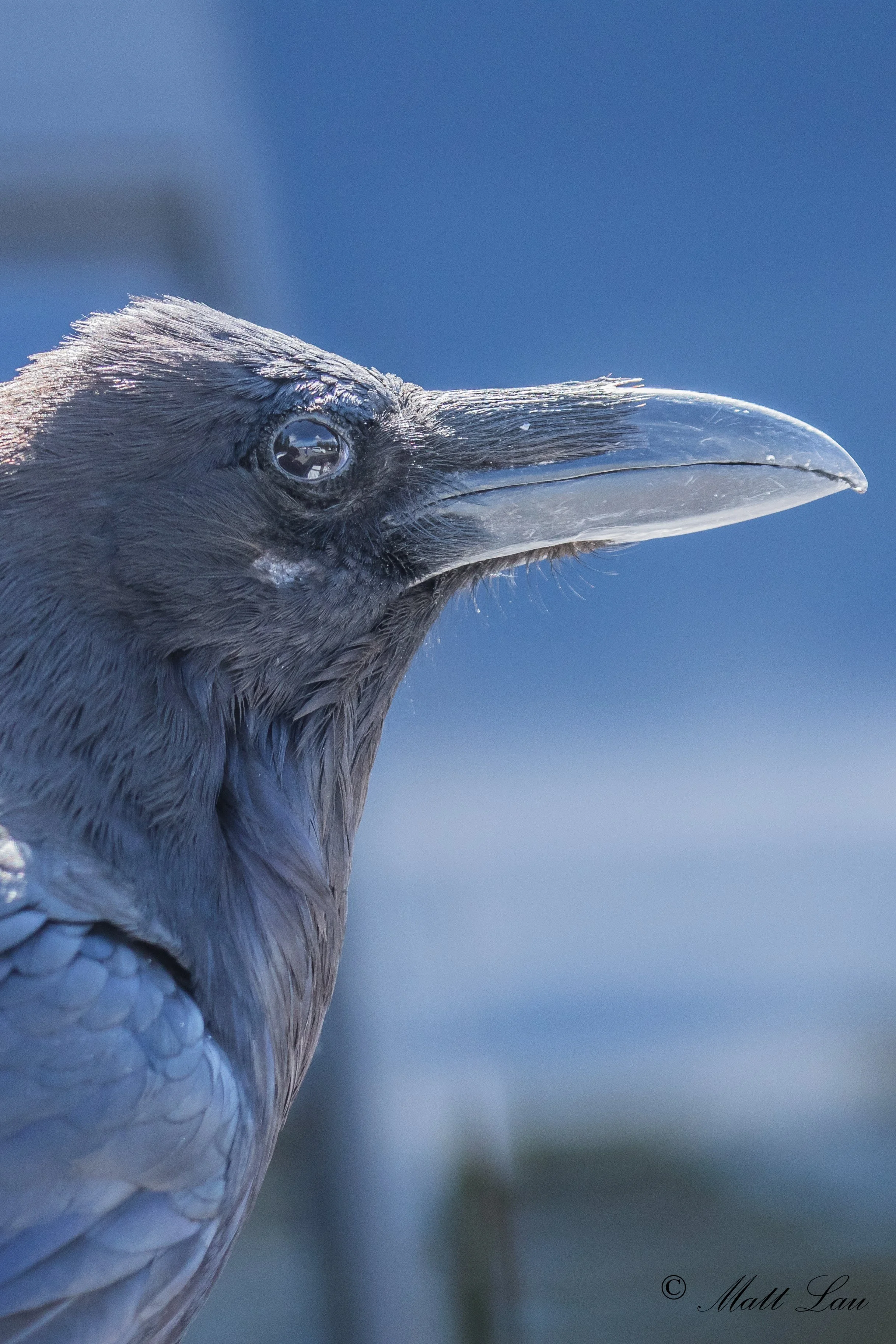 Raven profile - Yellowstone NP.jpg