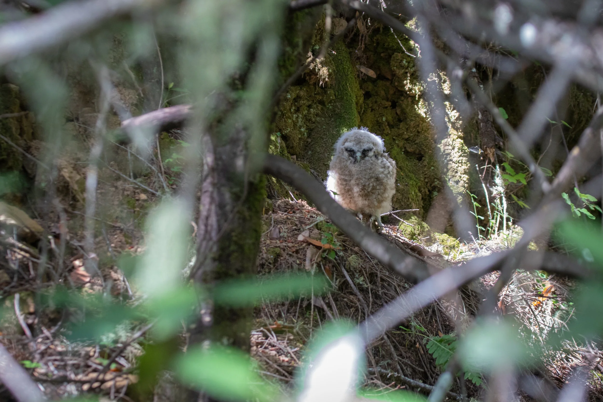 Fledgling Owl (1 of 1).jpg