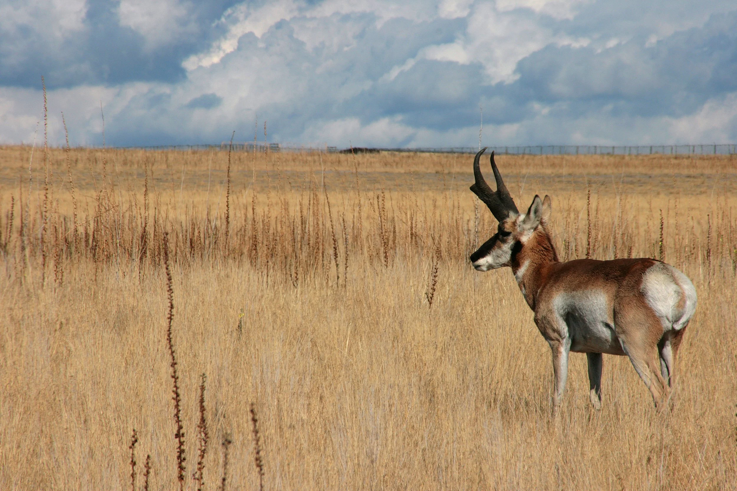 Pronghorn - Utah.jpg