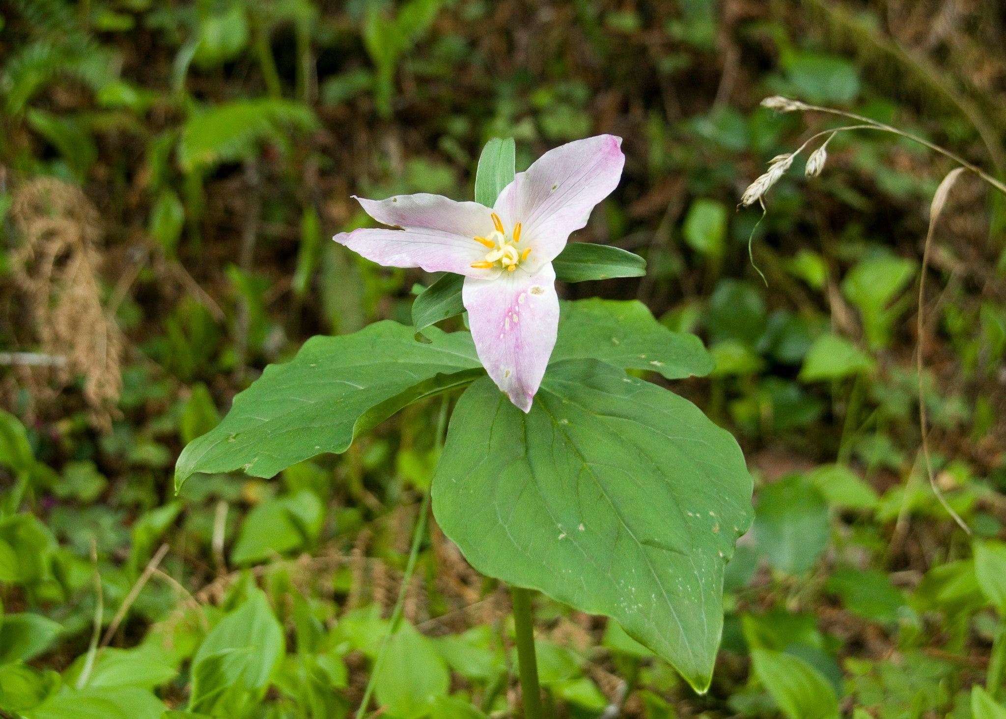 Trillium.jpg