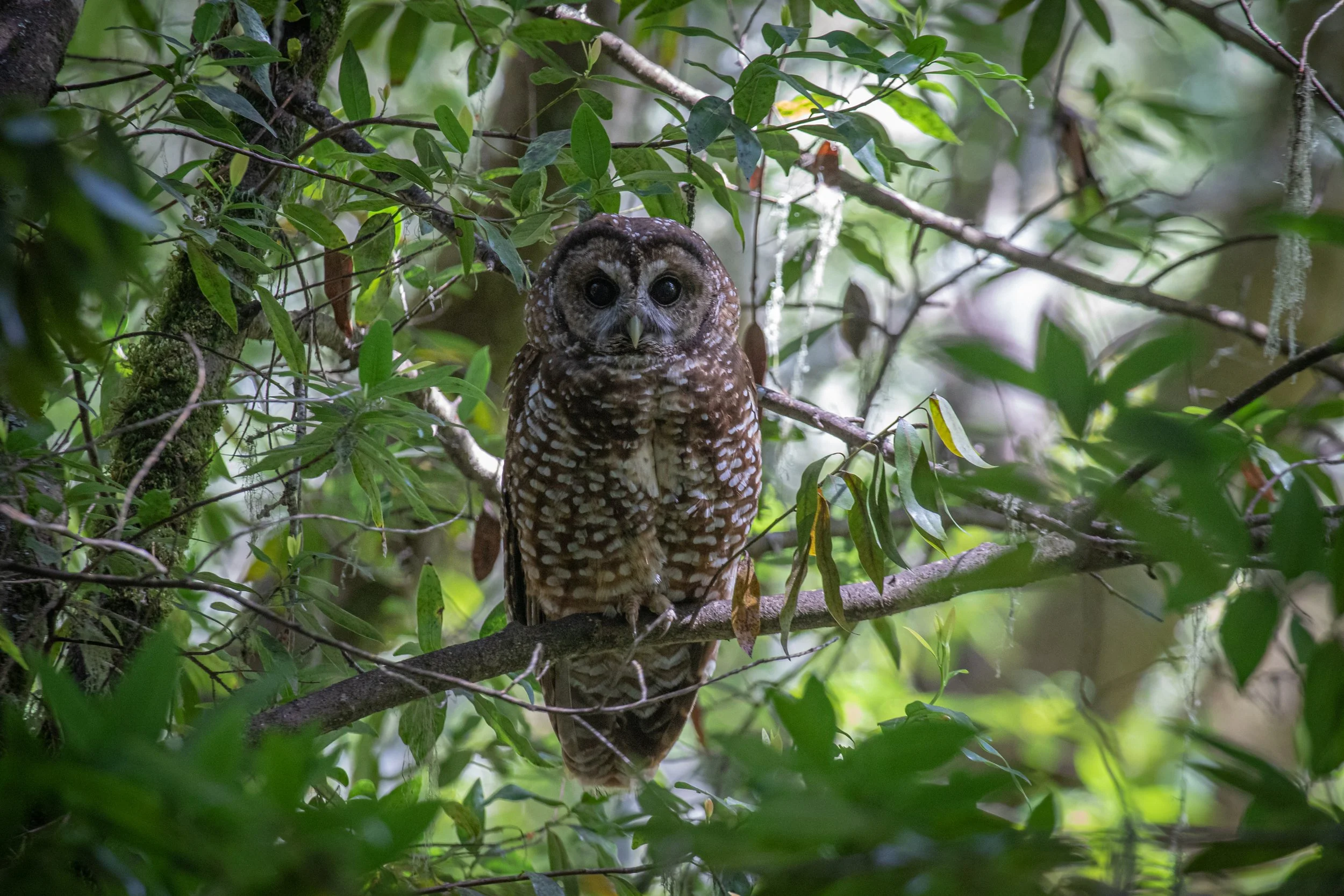 Spotted Owl (1 of 1).jpg