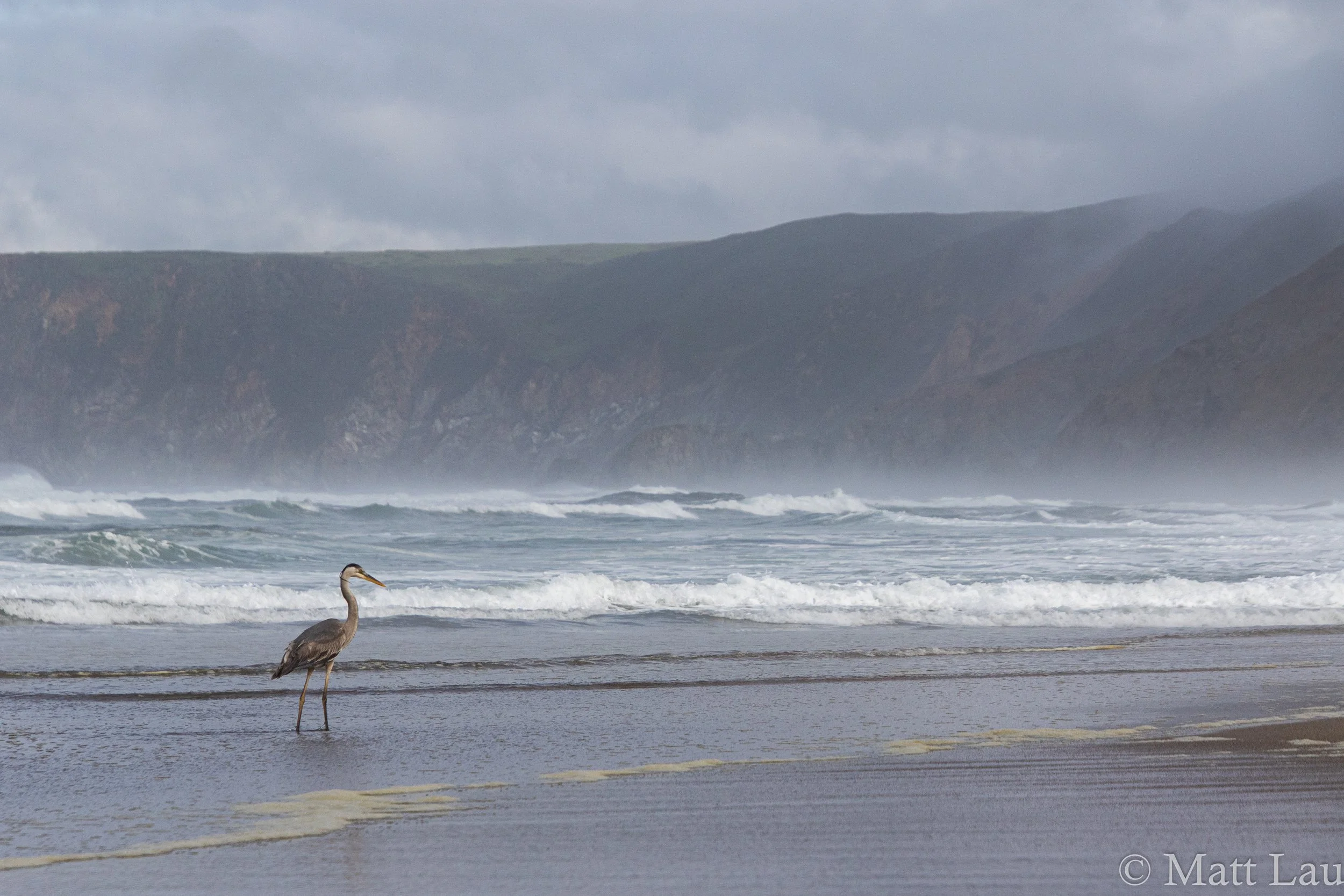 Great Blue Heron (1 of 1).jpg