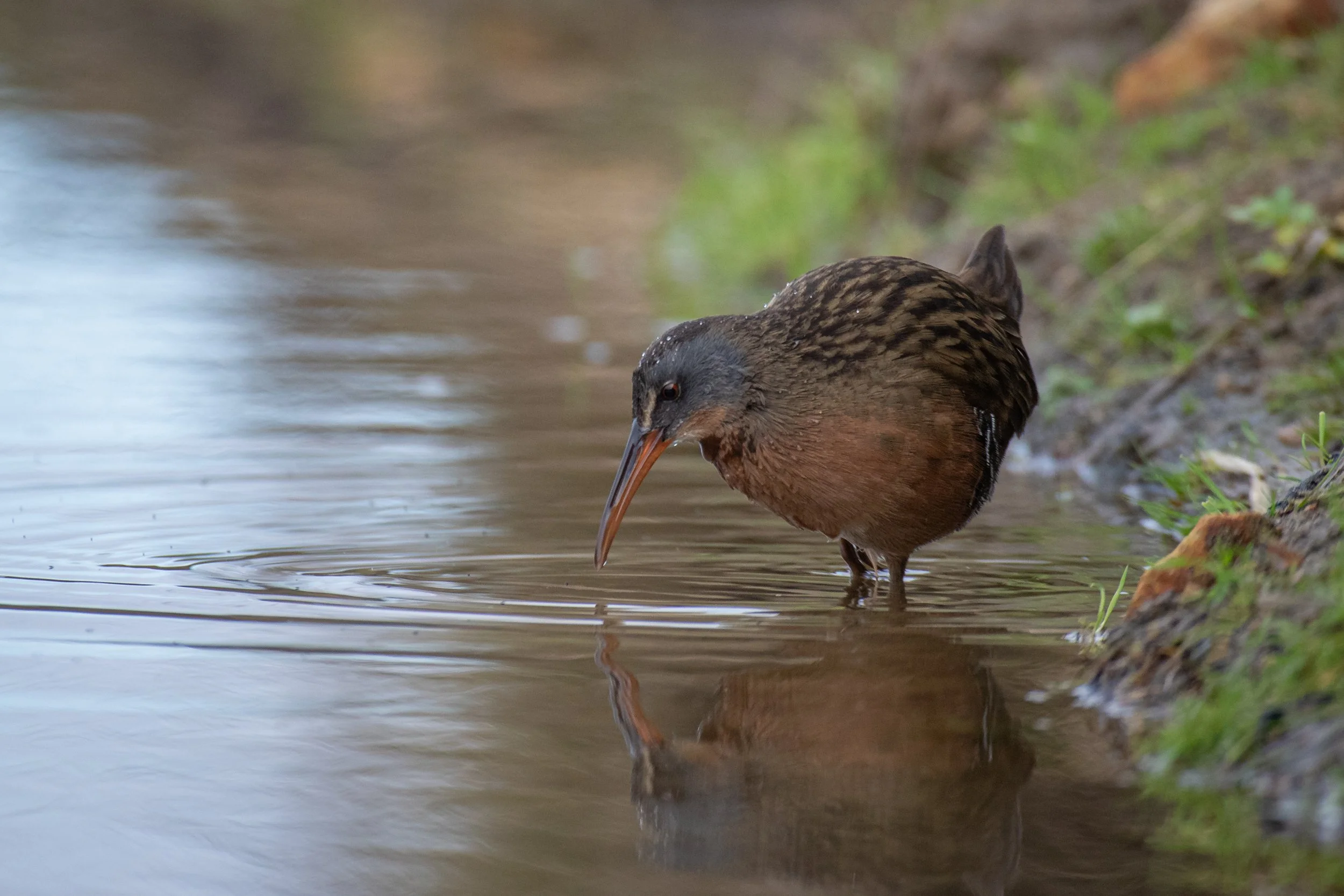 Virginia Rail (1 of 1)-2.jpg