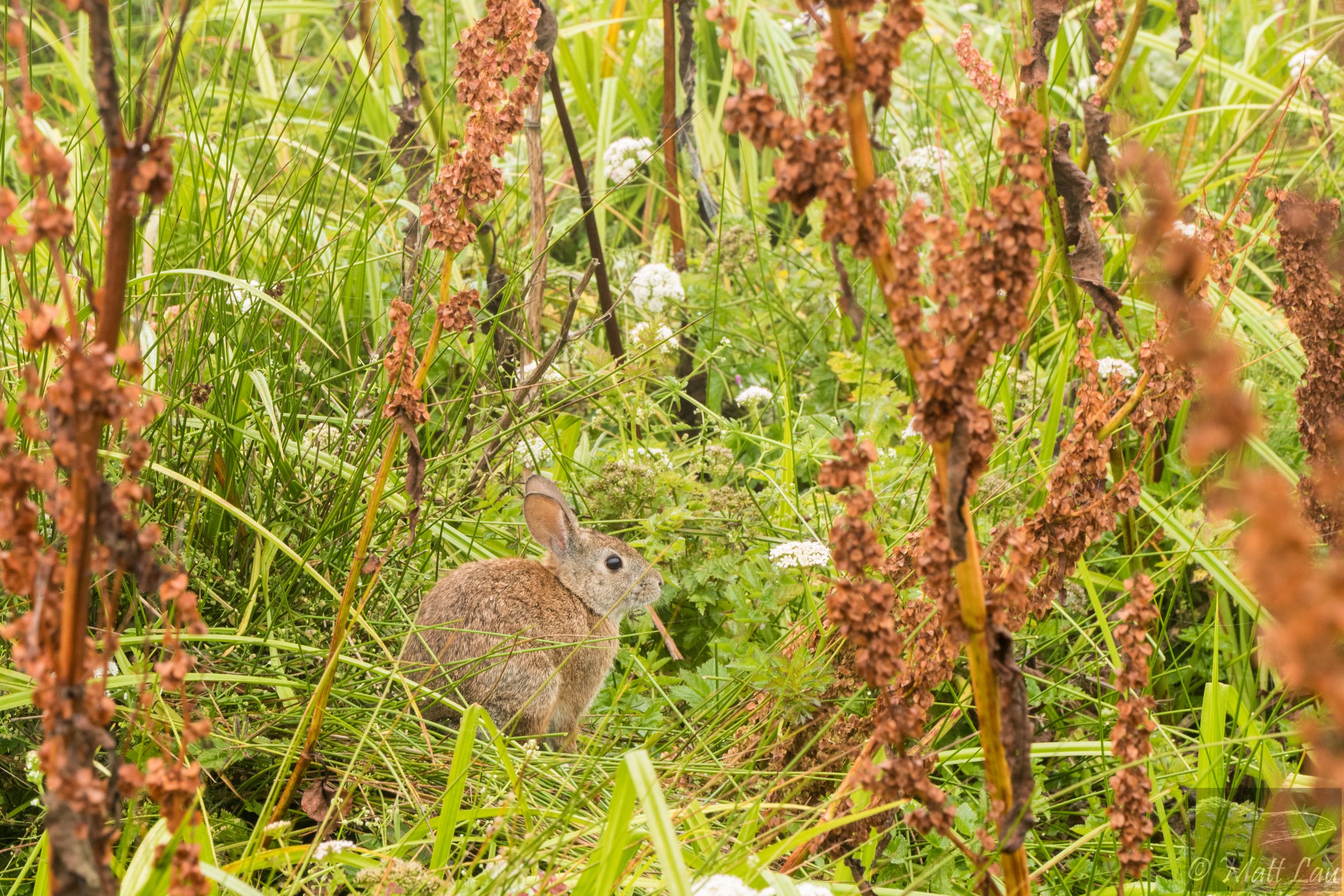 Brush Rabbit (2).JPG