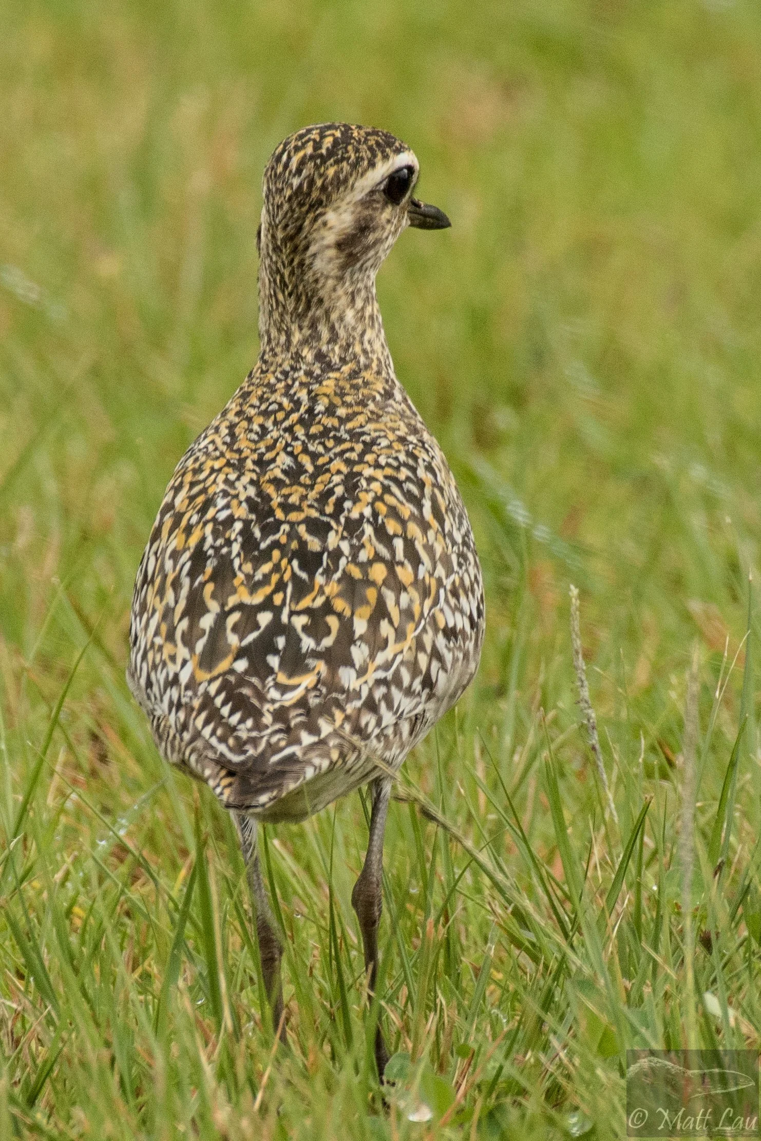 Pacific Golden Plover - Kauai.JPG
