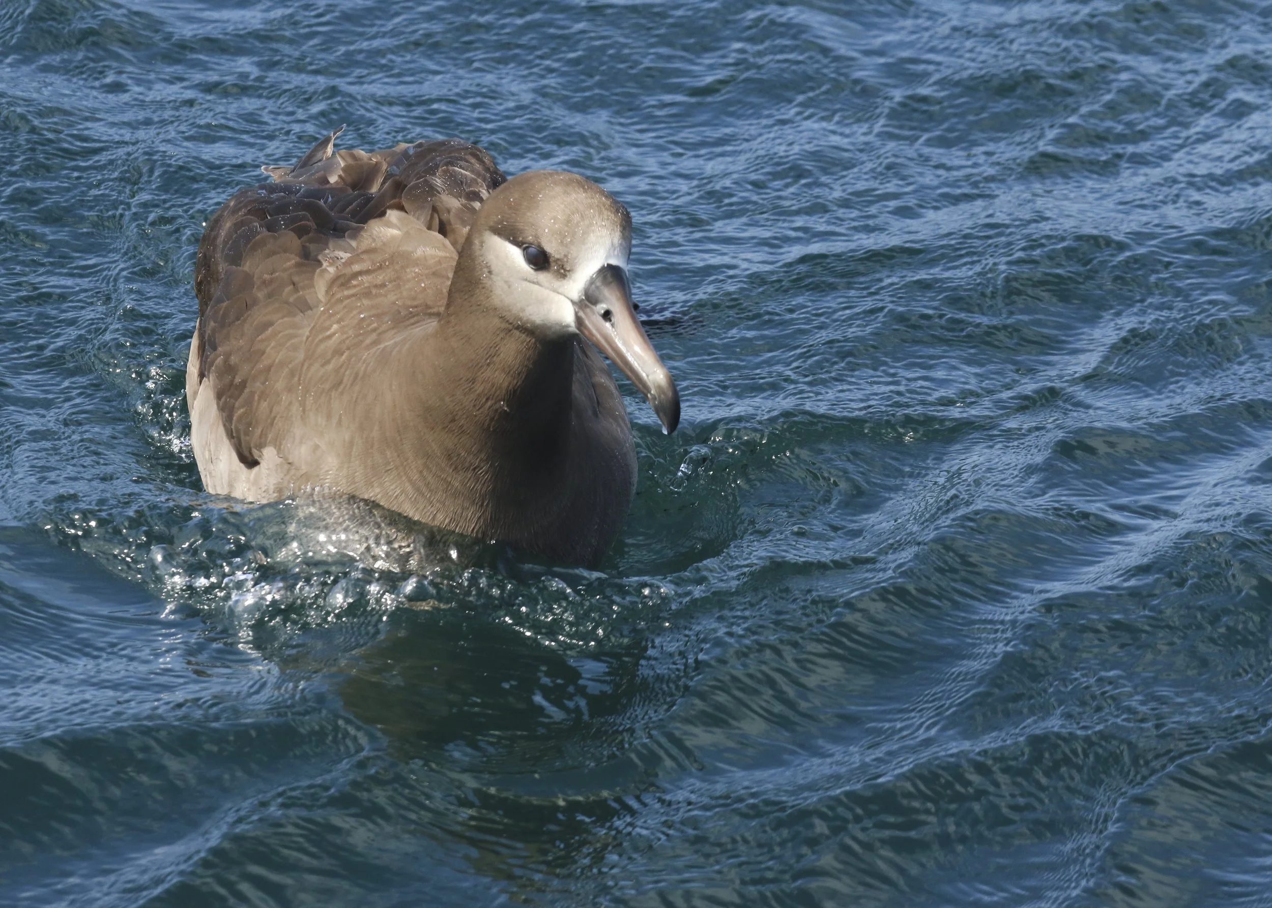 Black-footed Albatross - Humboldt.jpg