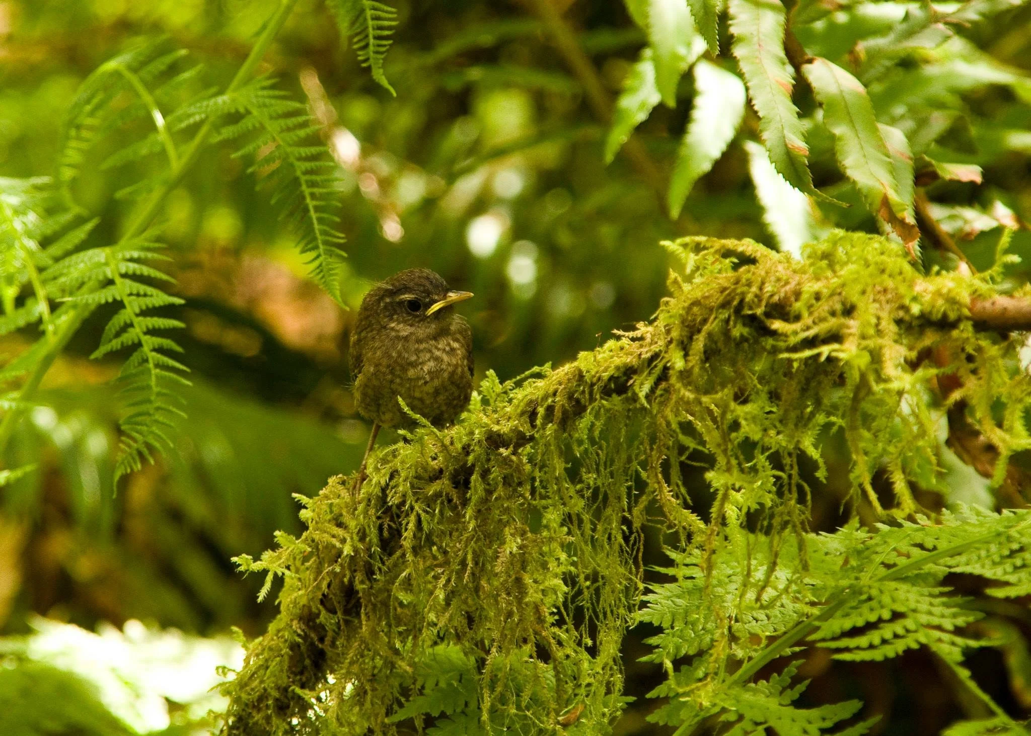 Pacific Wren fledgling - Redwood NP.jpg