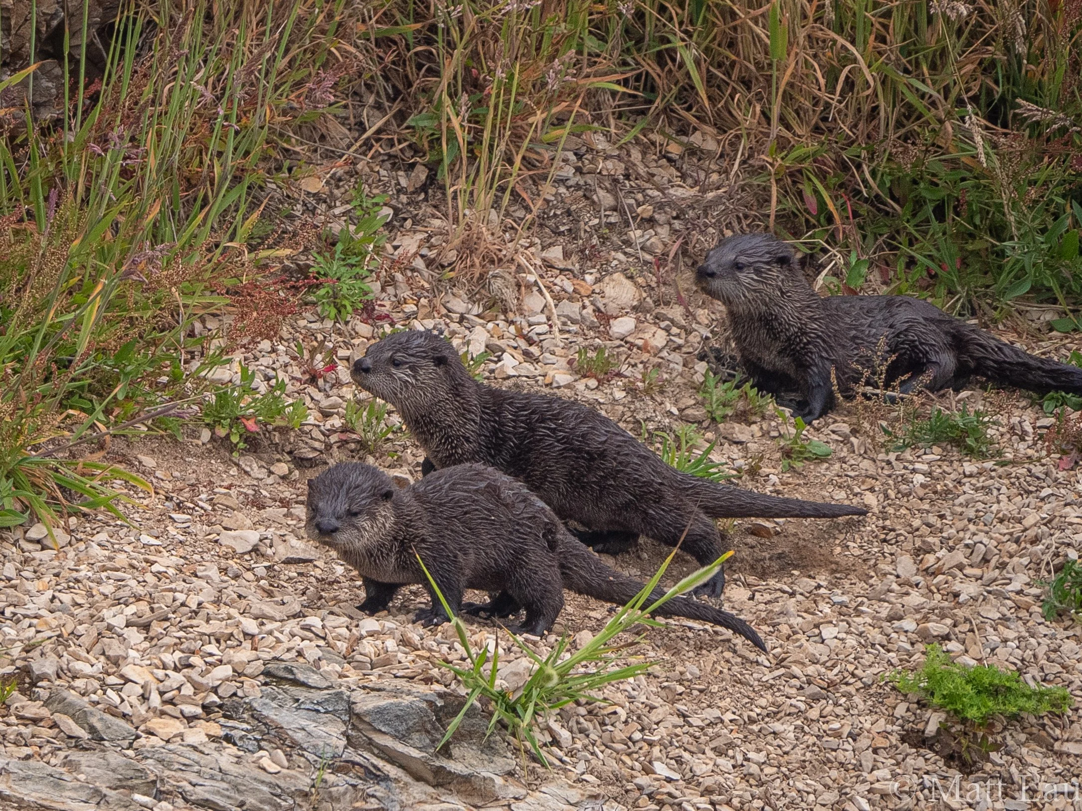 River Otter Pups (1 of 1).jpg