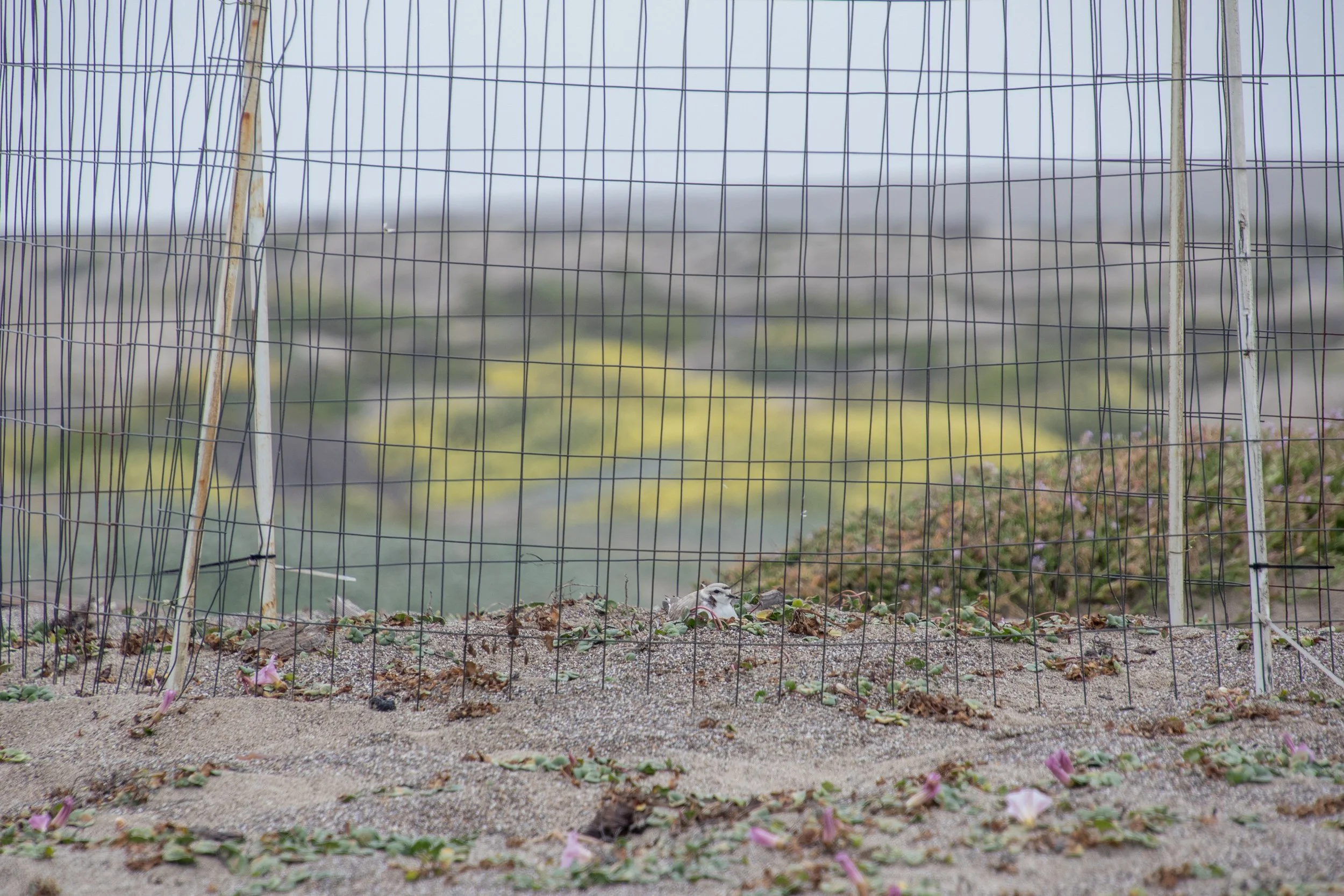 Snowy Plover incubating (1 of 1).jpg