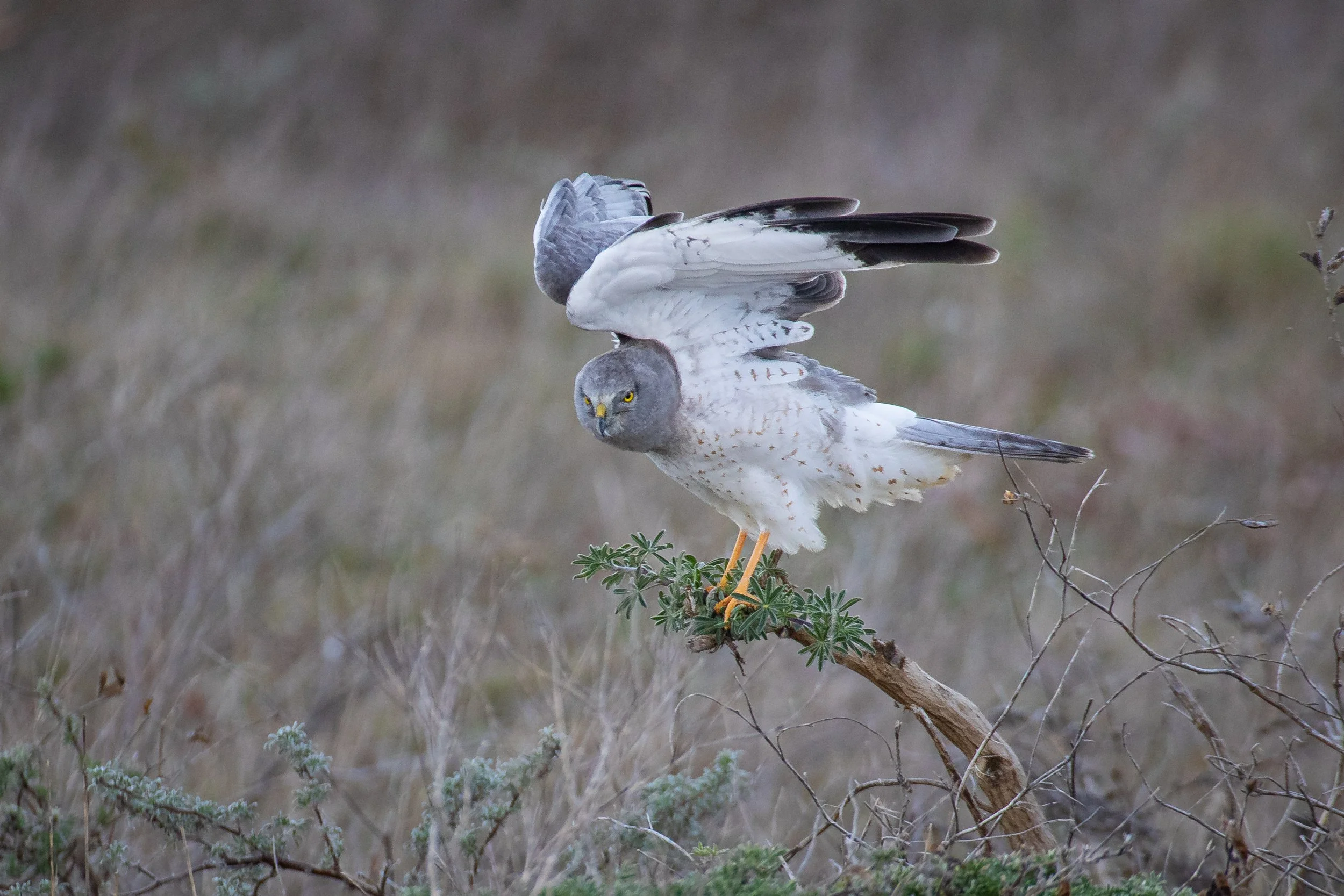 Northern Harrier-5844-2.jpg