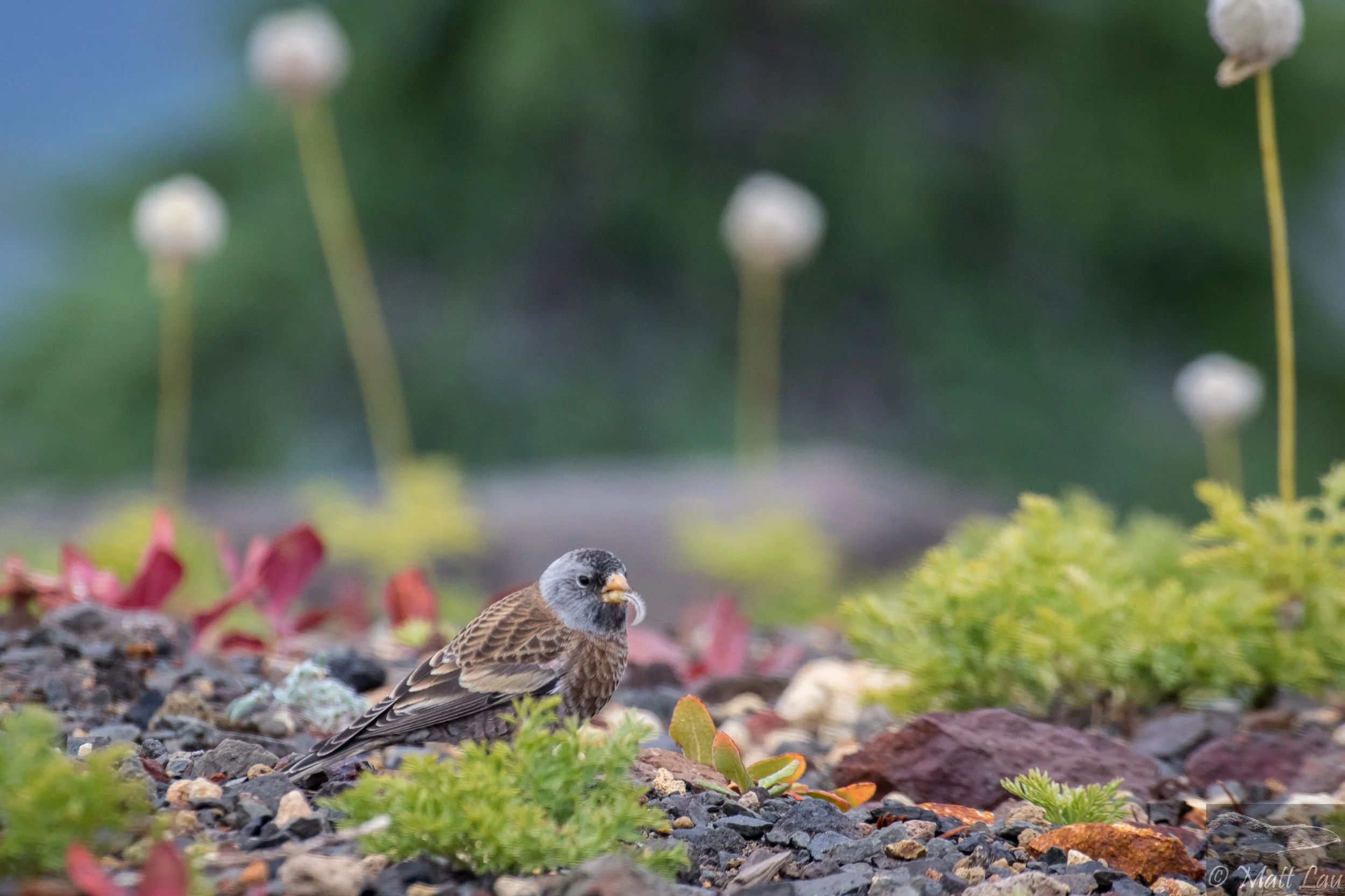 Gray-crowned Rosy Finch (1 of 1)-2.jpg