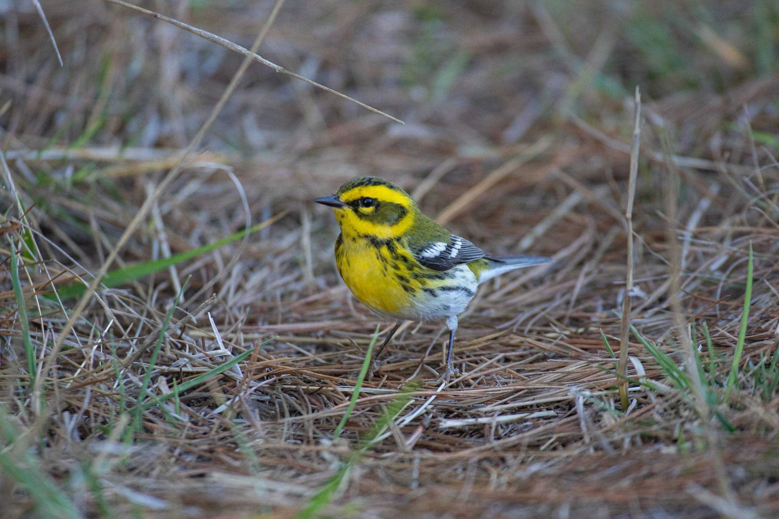 Townsends Warbler.jpg
