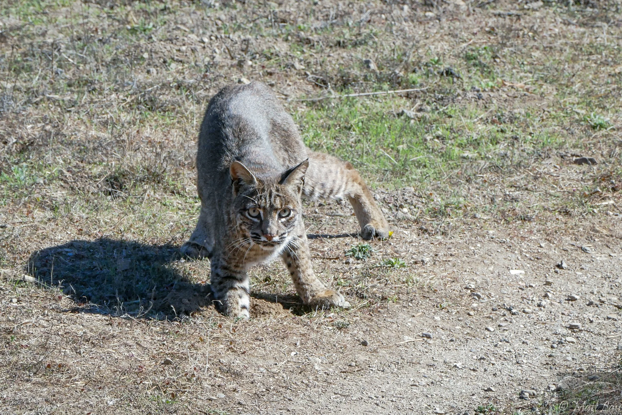 Bear Valley bobcat.jpg