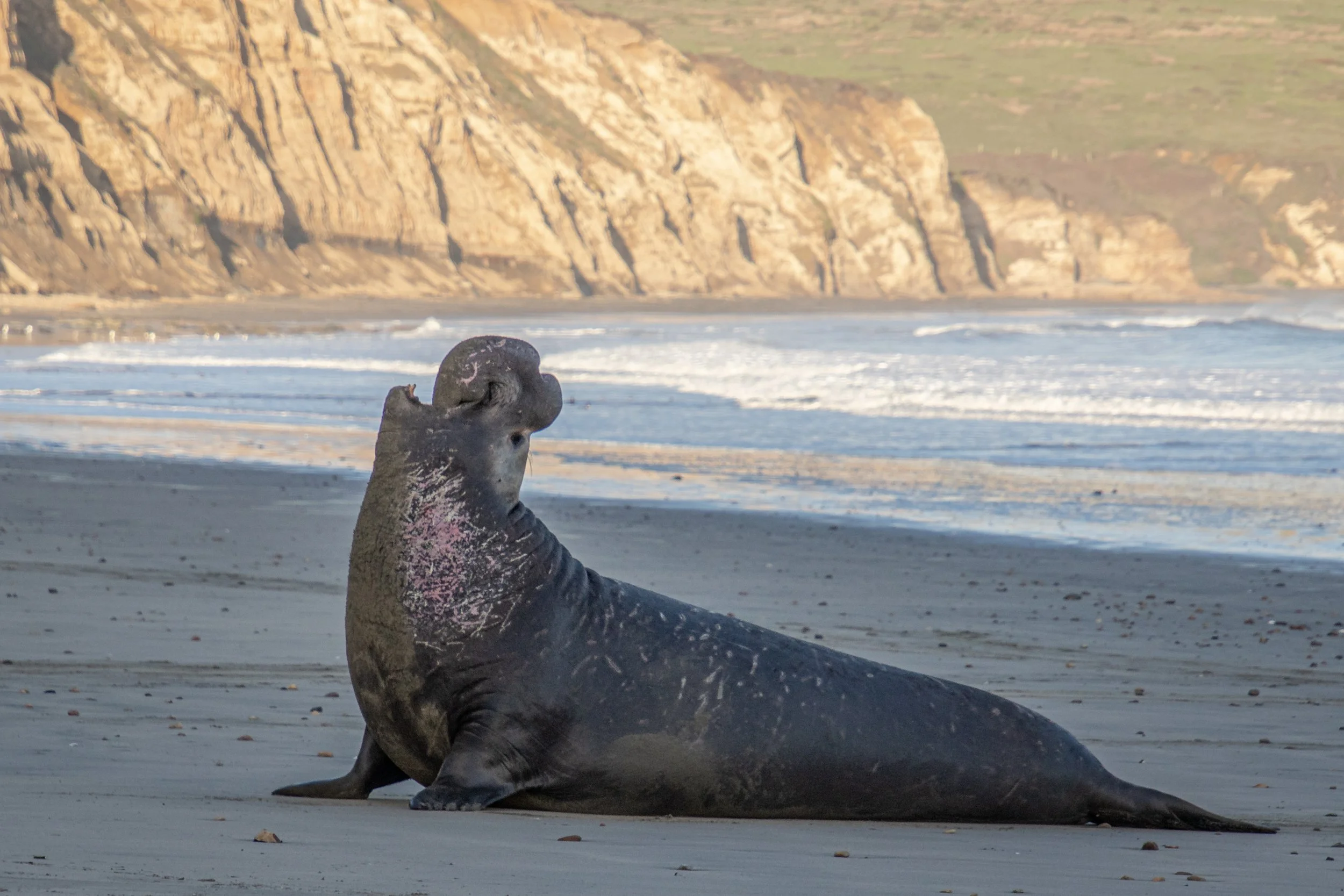 Eseal bull (1 of 1).jpg