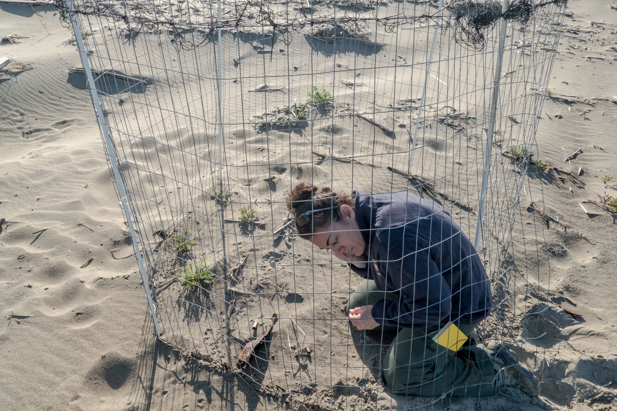 TK checking plover nest.jpg