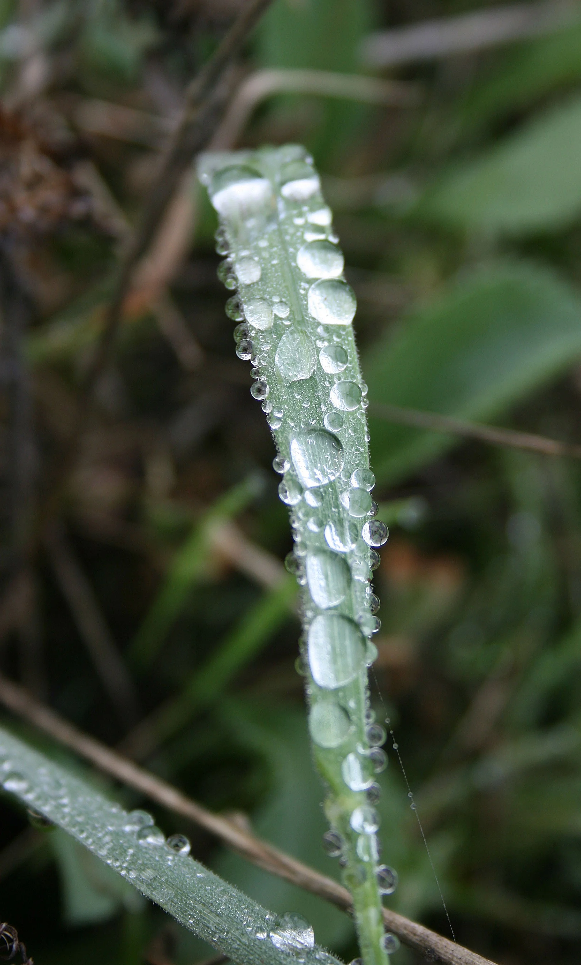 IMG_1283.JPG