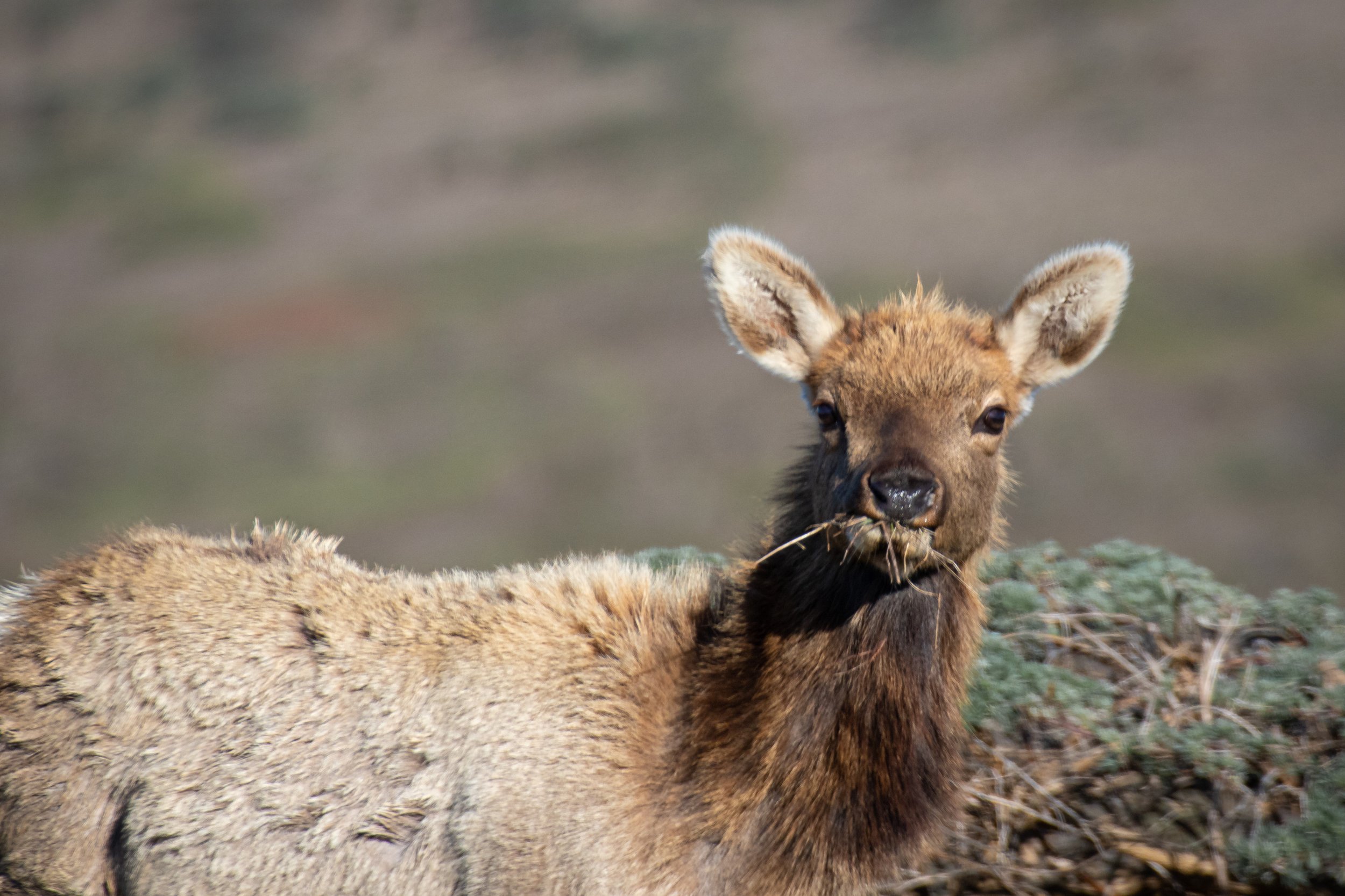 Hungry Calf (1 of 1).jpg