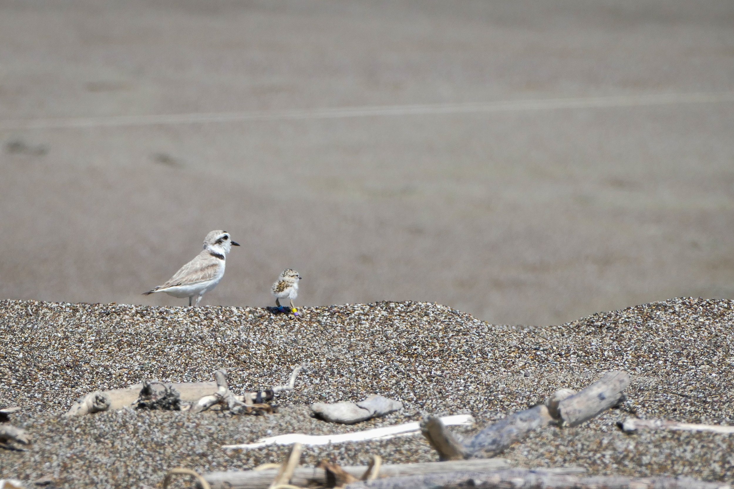 Brood (1 of 1)-3.jpg
