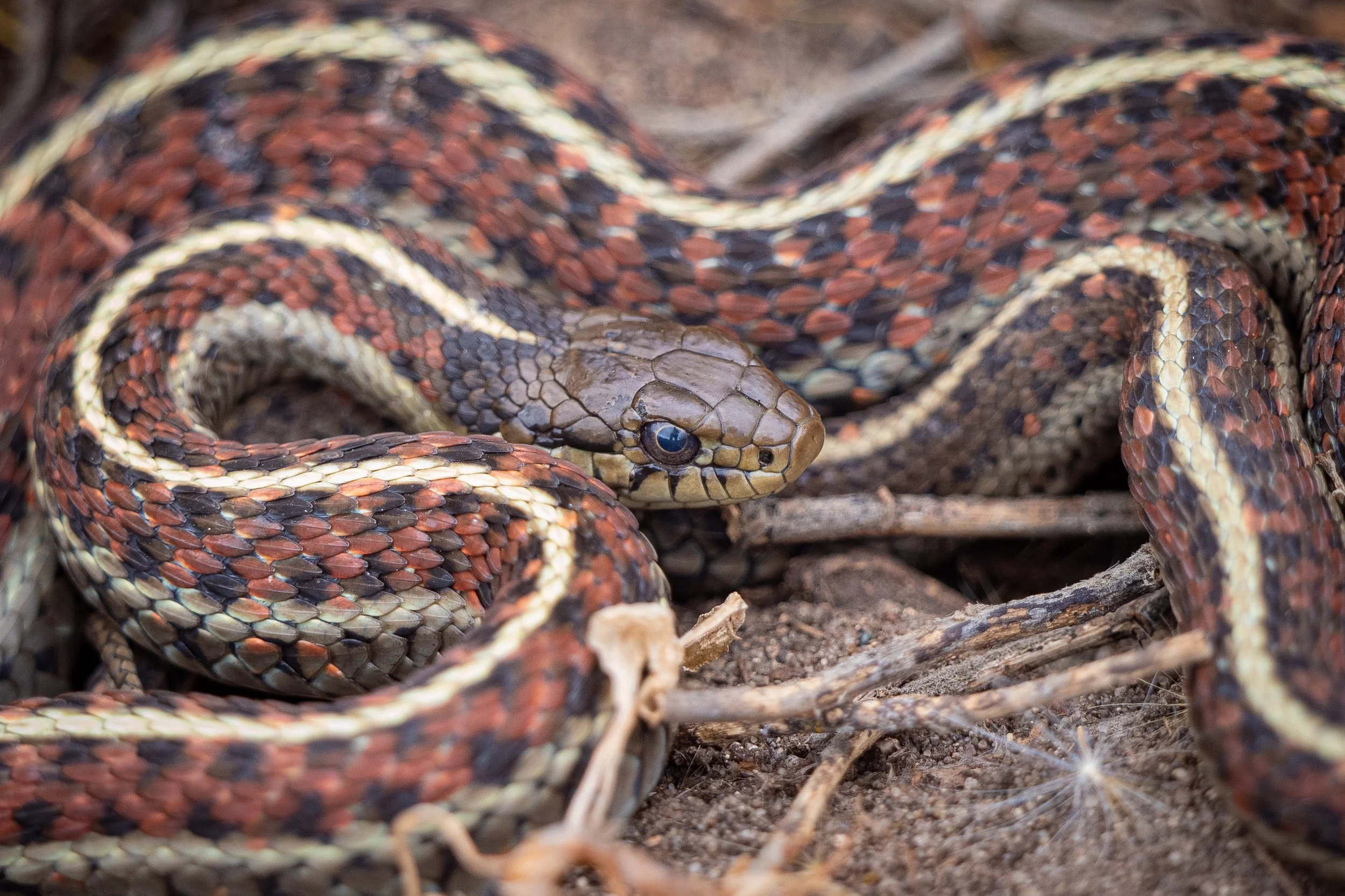 Aquatic garter snake (1 of 1).jpg