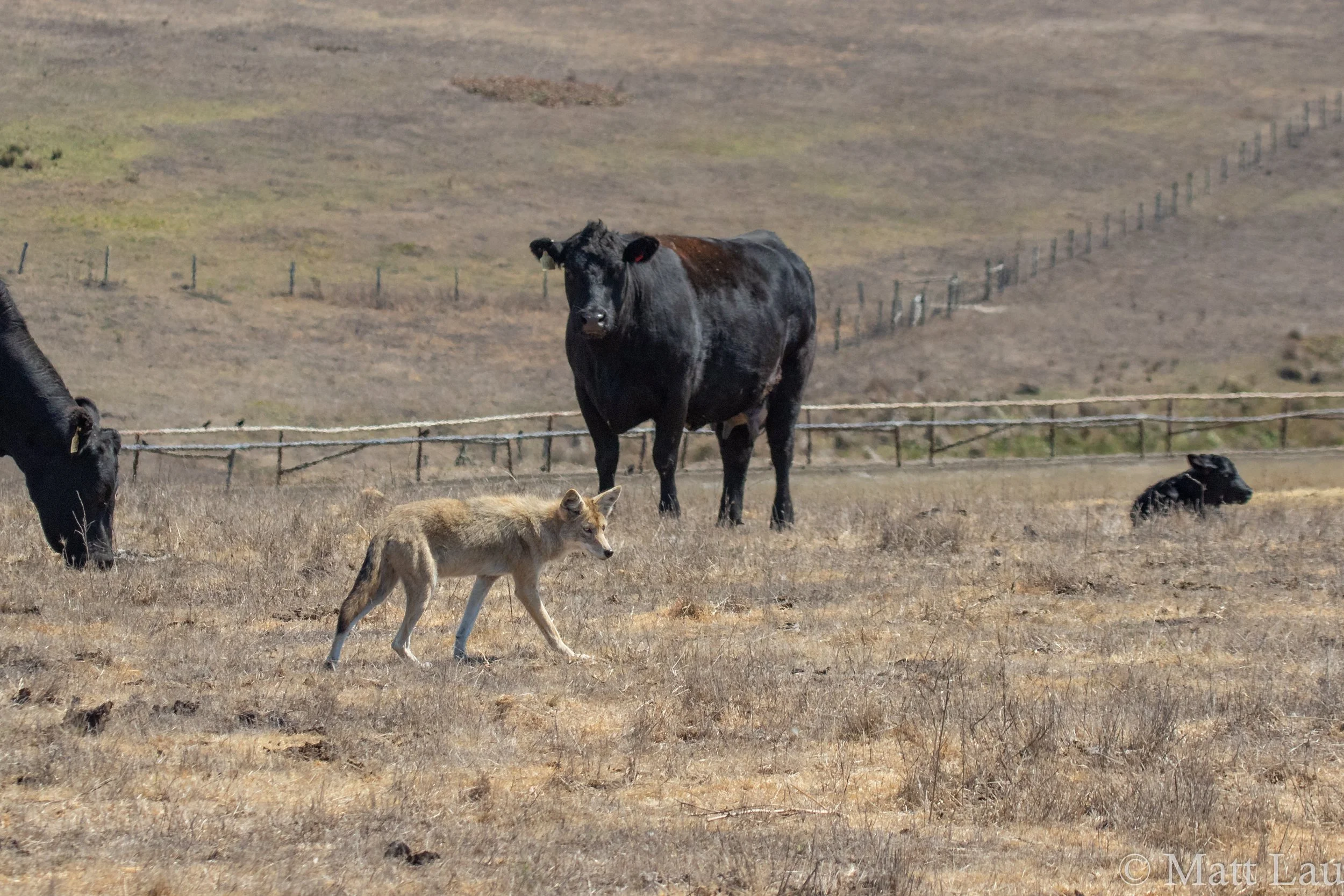 Coyote and cows (1 of 1).jpg