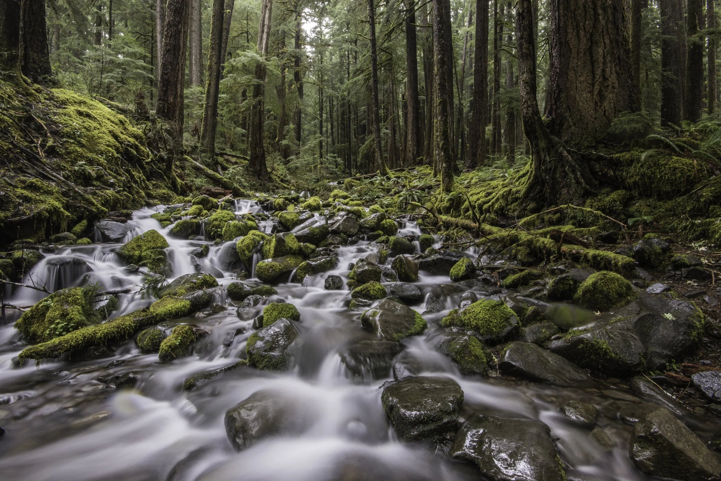 Olympic NP falls.jpg