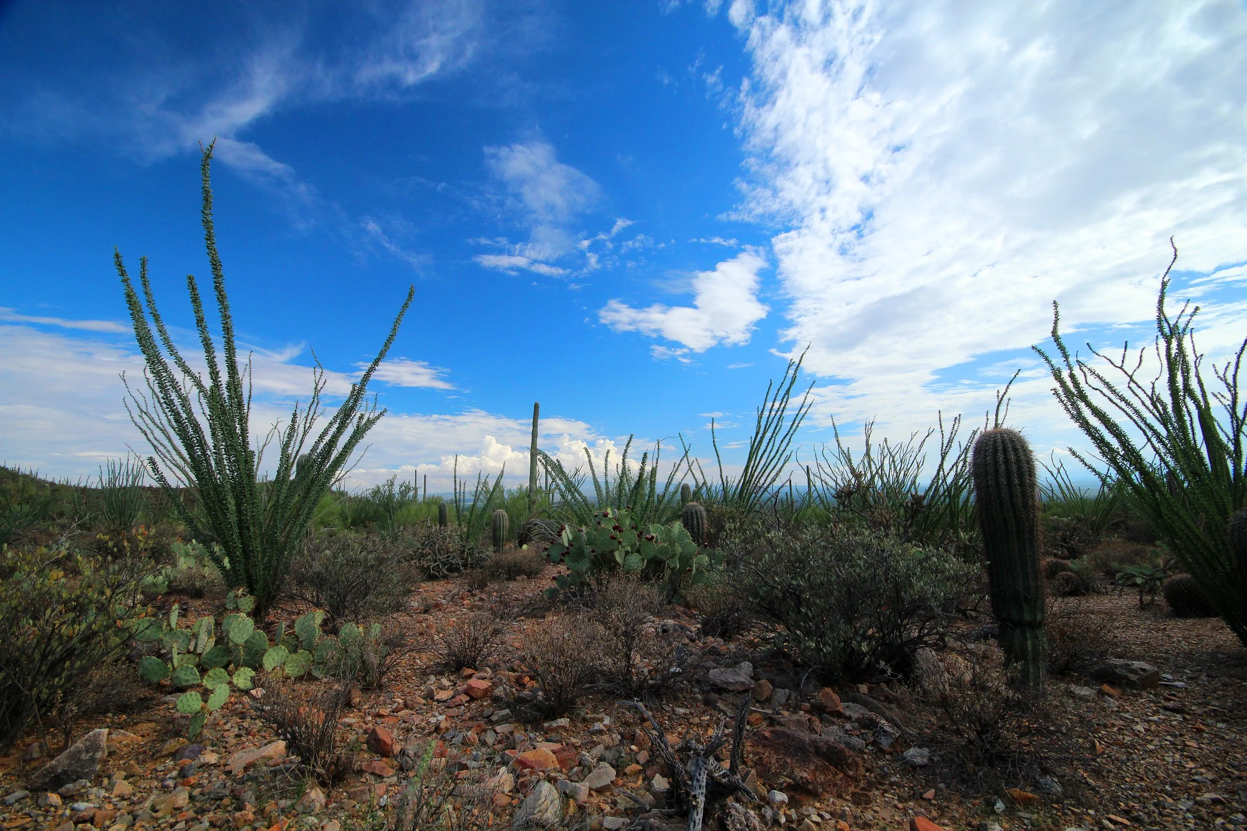 Saguaro Cactus gardens.jpg