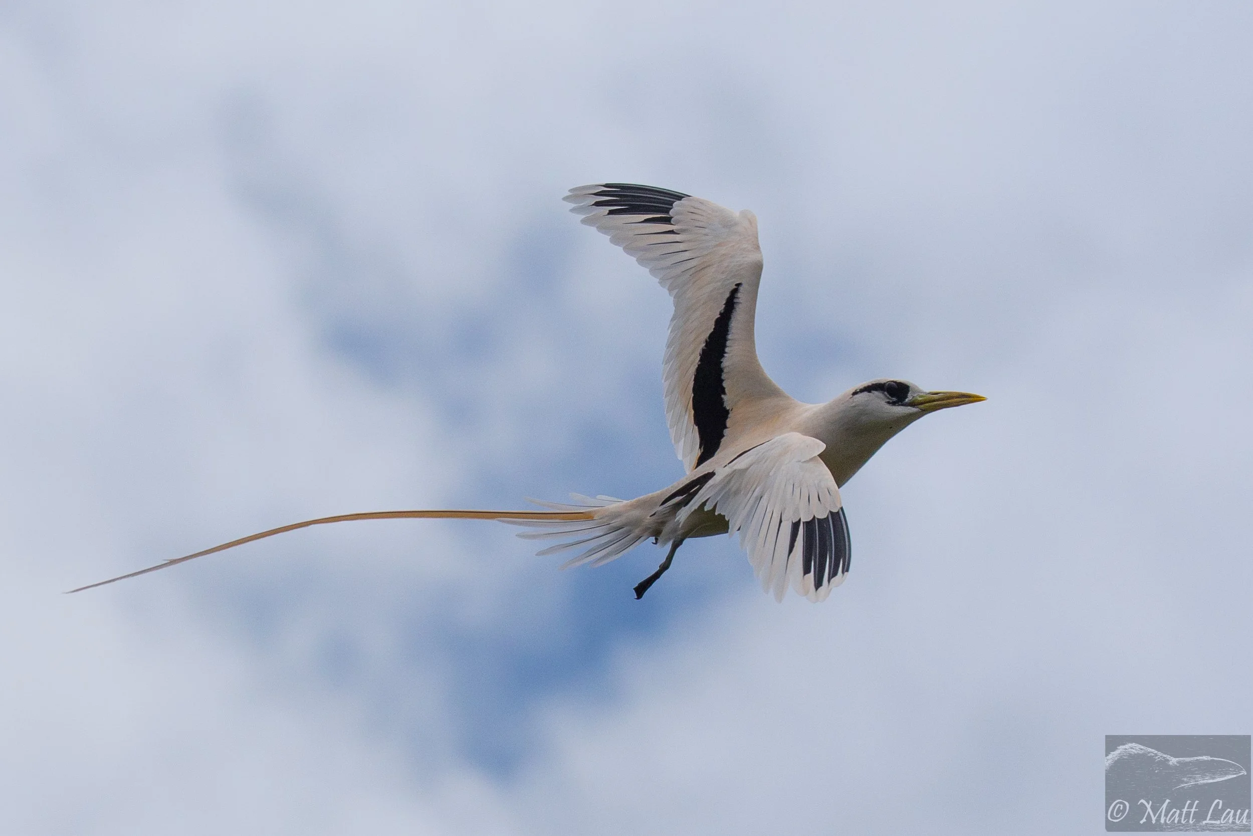 White-tailed Tropicbird - Kauai.jpg
