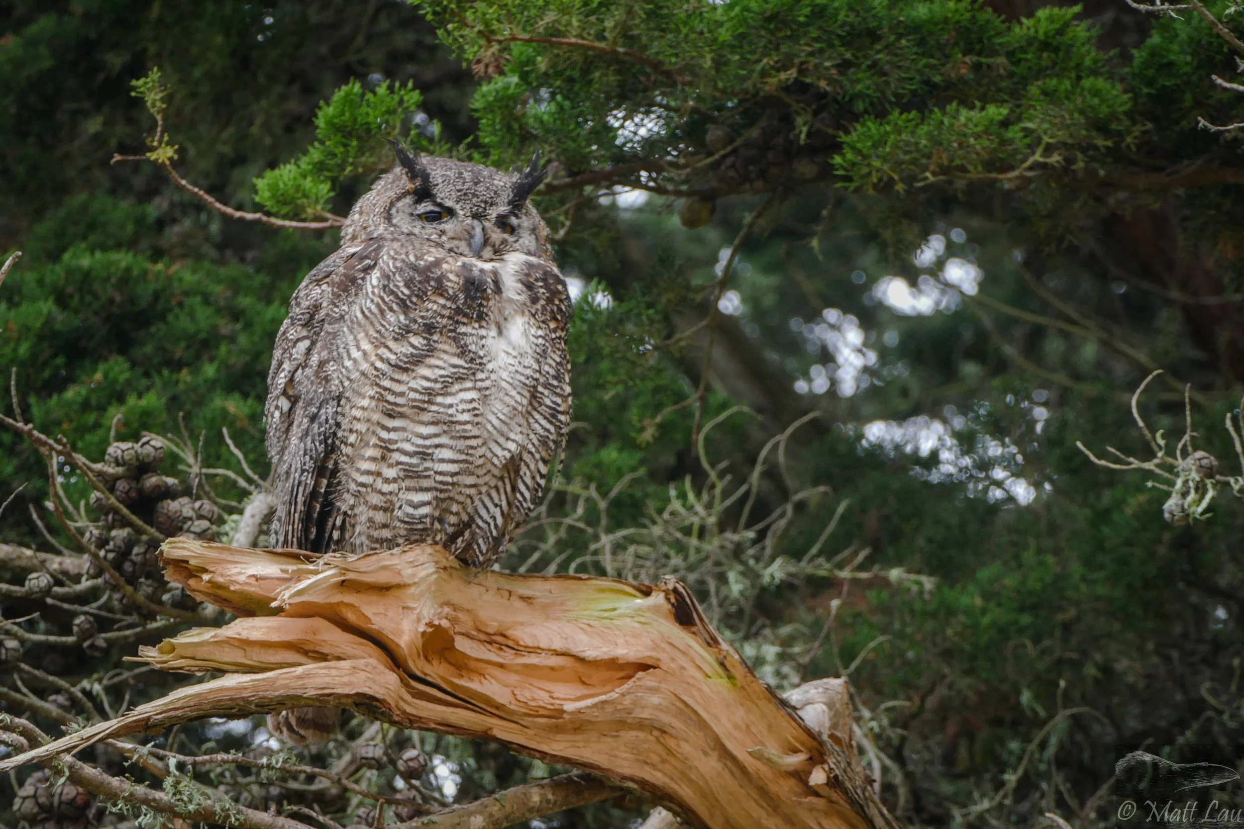 Great horned Owl.jpg
