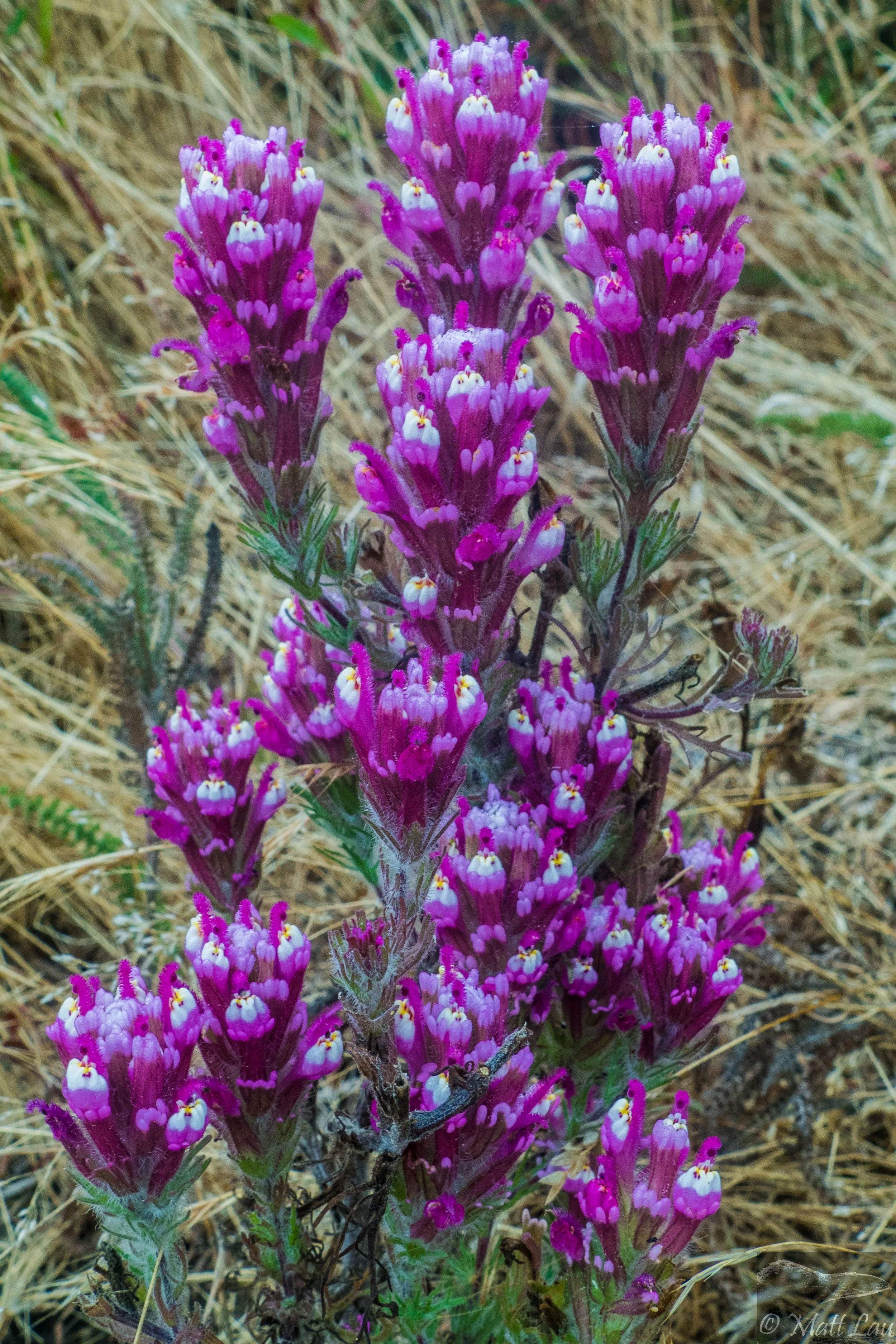 Purple owls clover (1 of 1).jpg