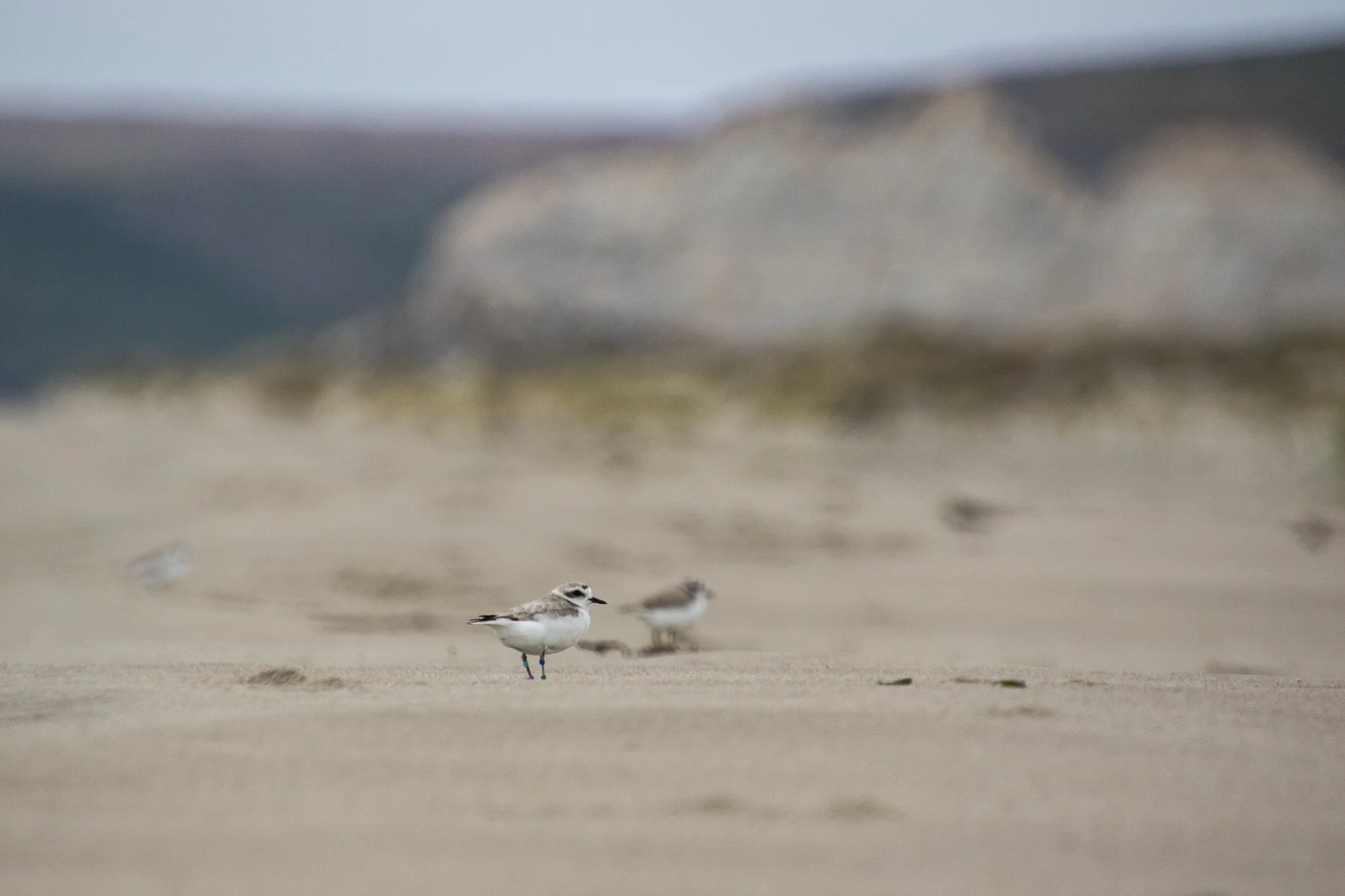 Plover flock (1 of 1)-X4.jpg