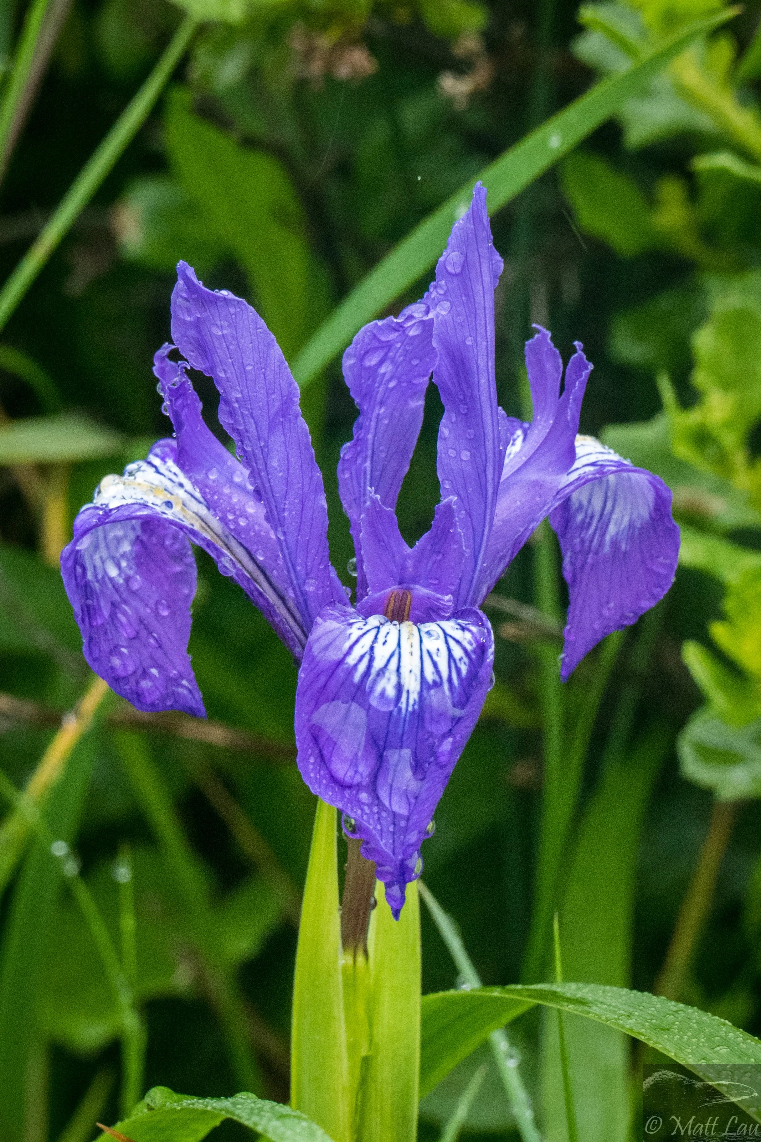 Douglas' Iris (1 of 1).jpg