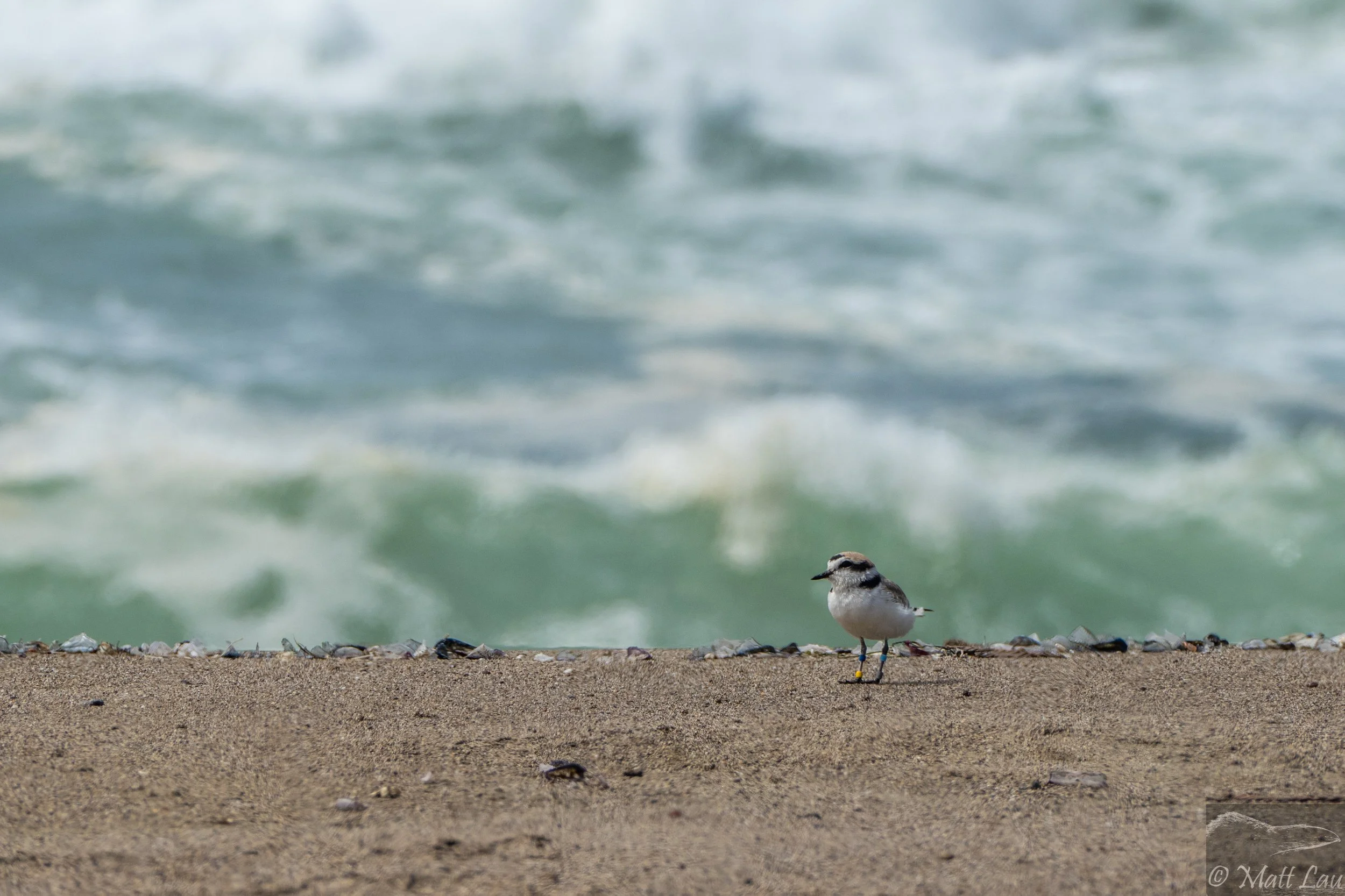 Snowy Plover habitat - PRNS.jpg