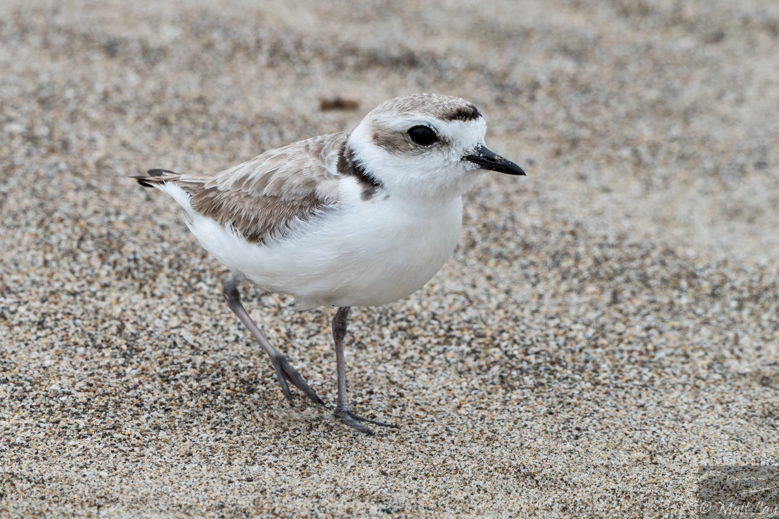 Snowy Plover female - PRNS.jpg