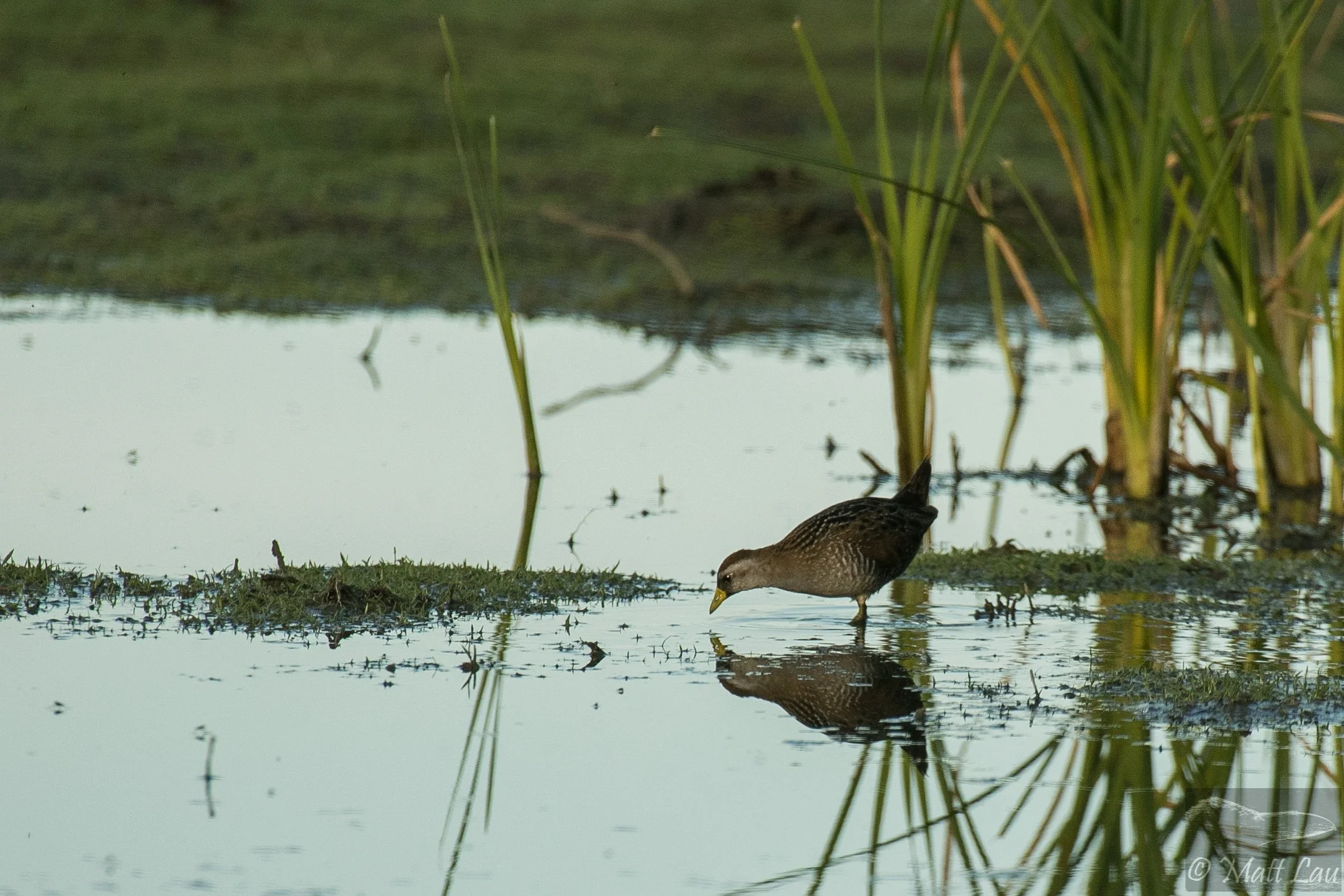 Sora reflection - Las Gallinas Wetlands.jpg