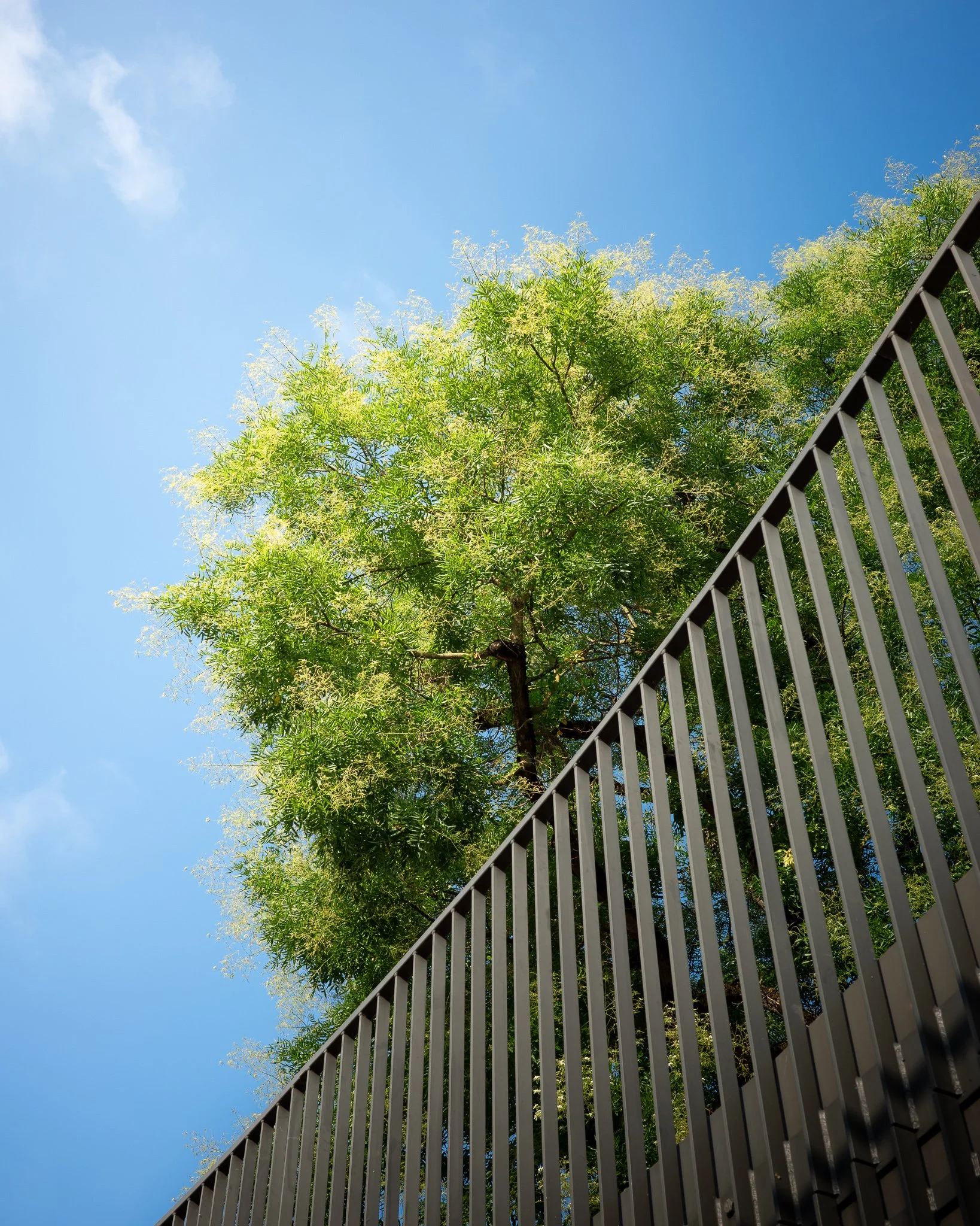 A green tree rising above a diagonal metal fence against a bright blue sky.