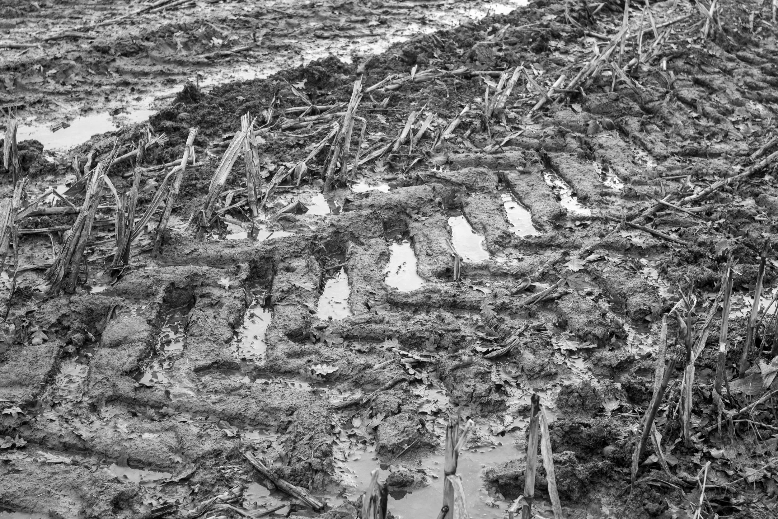 Black and white photograph of muddy tractor tracks filled with water in a harvested cornfield