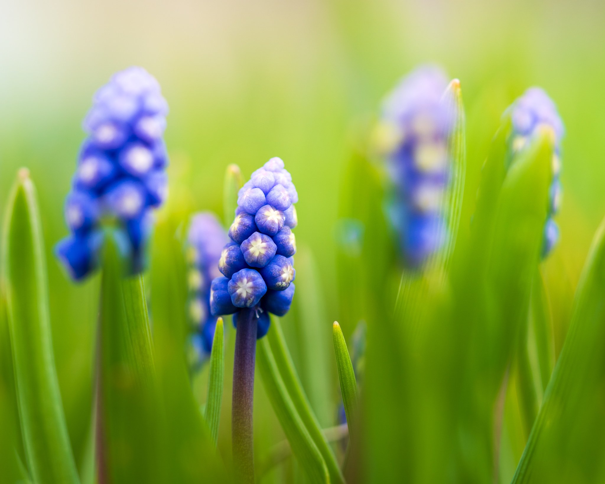 A single grape hyacinth in sharp focus, surrounded by soft green grass and other blurred purple flowers.
