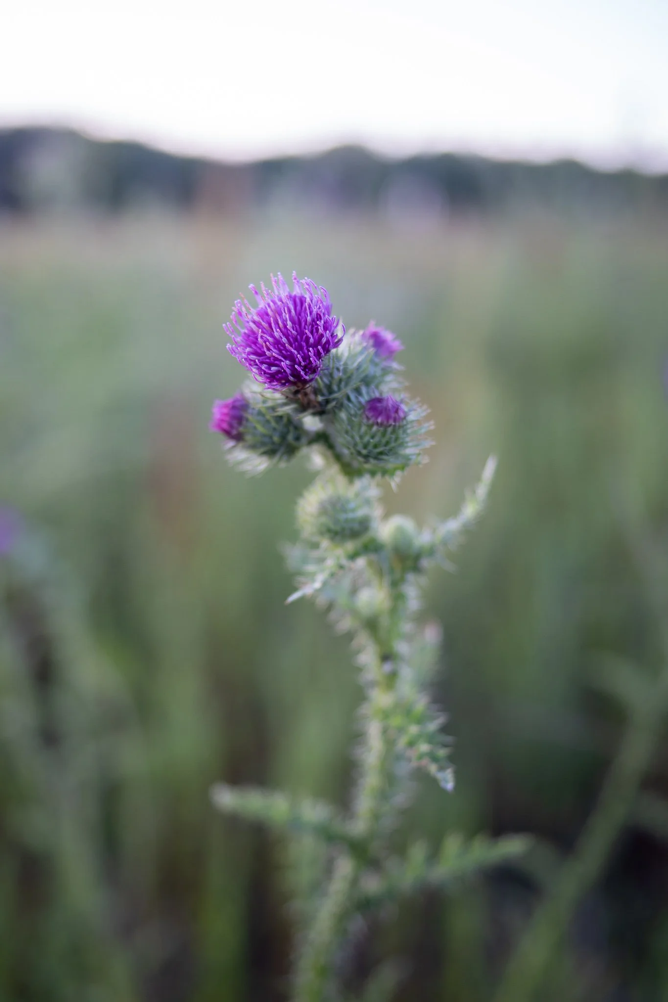 Purple thistle flower in bloom against a blurred green meadow background