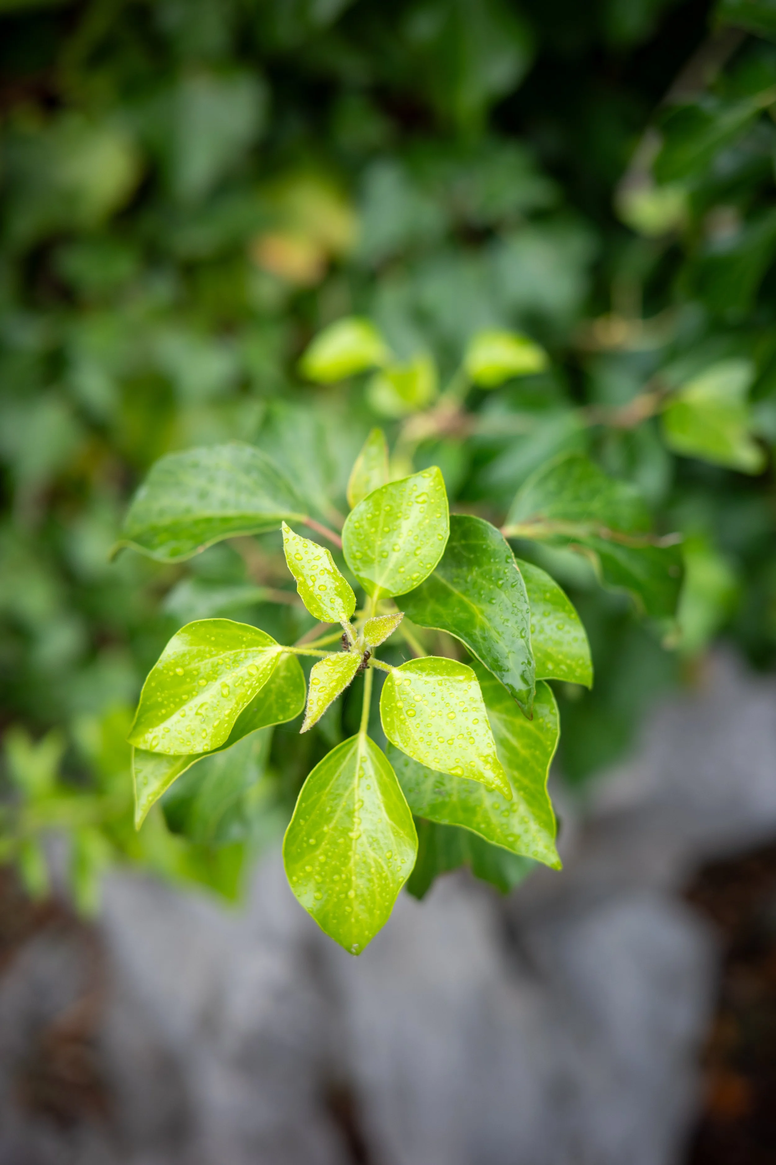 Close-up of fresh green ivy leaves covered in raindrops along the Rilke Trail near Trieste, with soft background foliage and rocks
