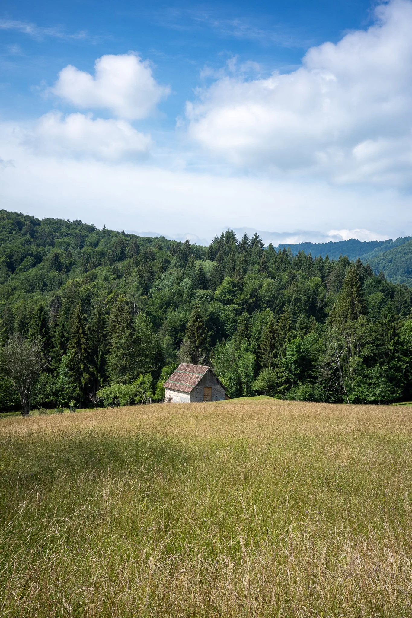 Small stone stavolo with a tiled roof sitting at the edge of a dense green forest, a wide meadow of tall summer grass stretching across the foreground