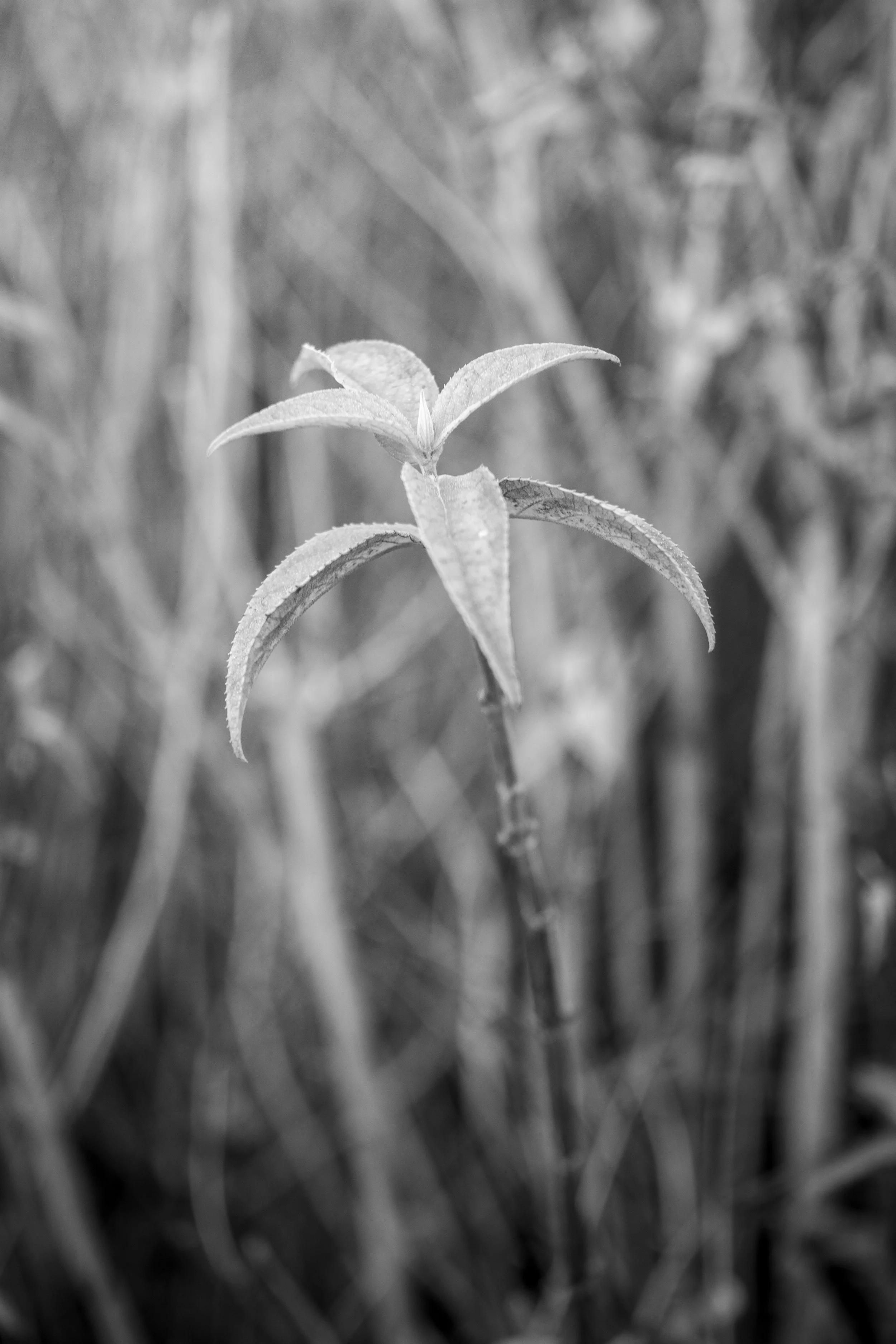 Black and white photograph of a single plant stem with curved leaves against a softly blurred background.