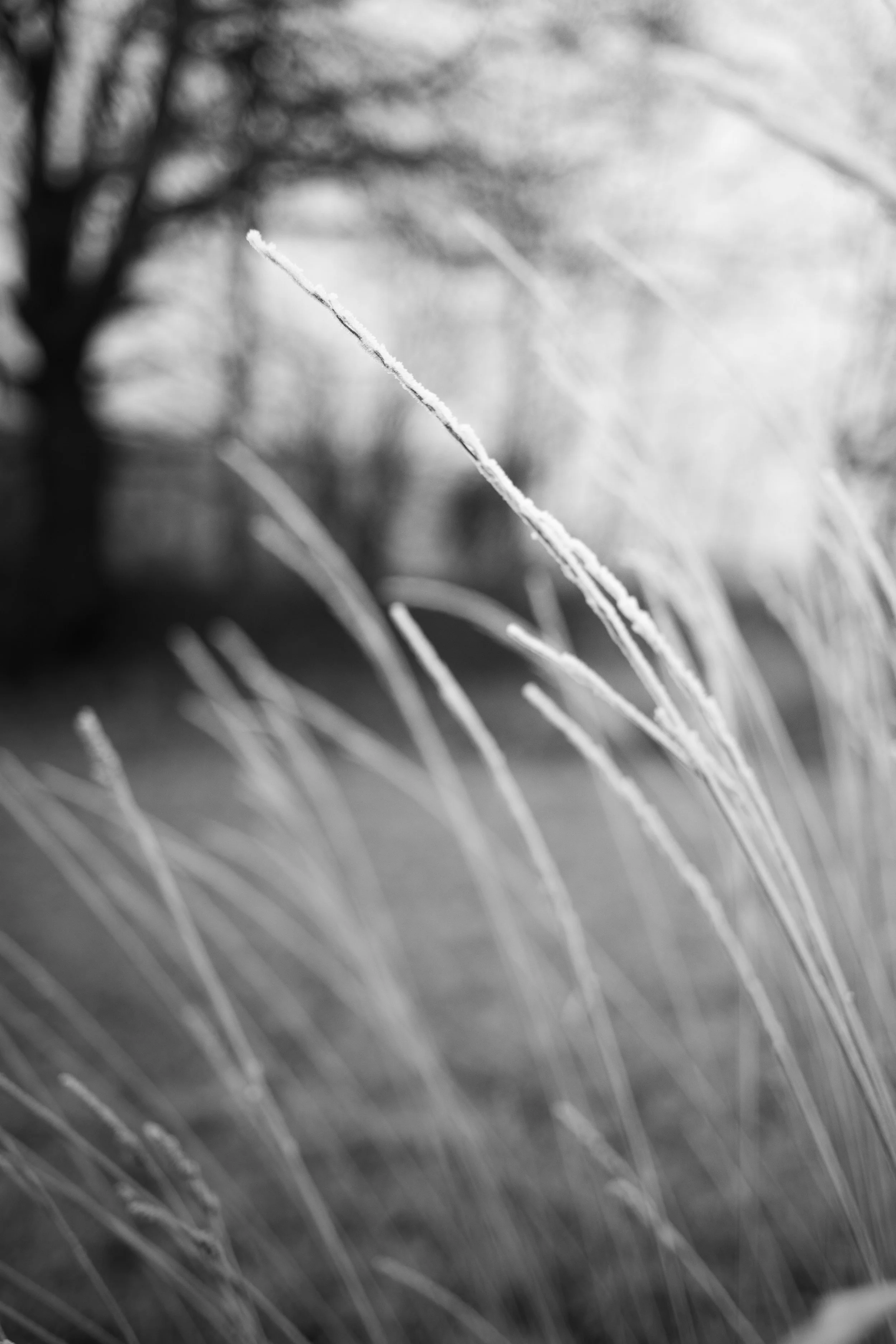 Black and white photograph of frost-covered wild grass stems bent in the same direction with a blurred tree in the background