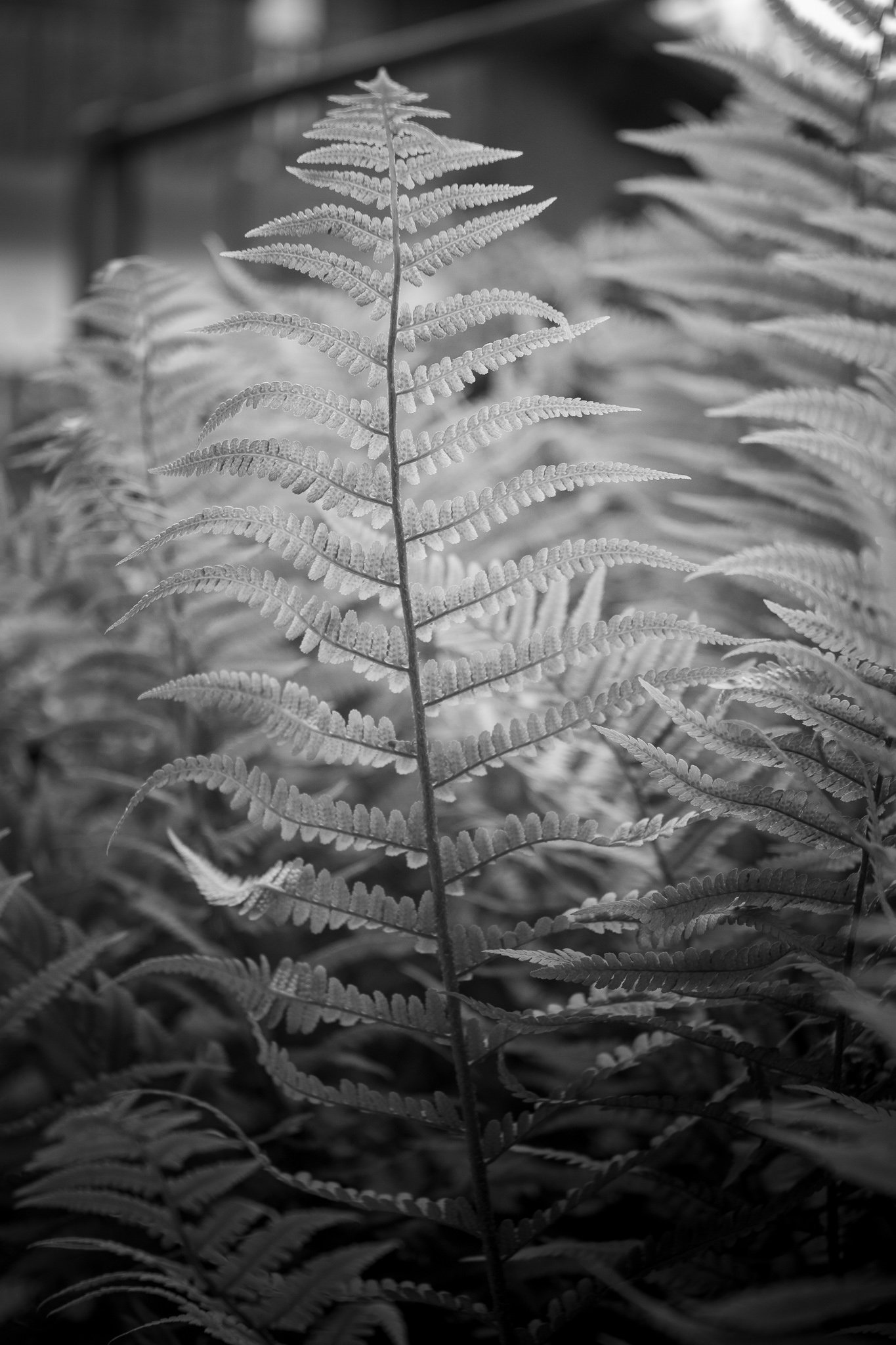 A single upright fern frond in sharp focus, surrounded by blurred ferns in a forest setting