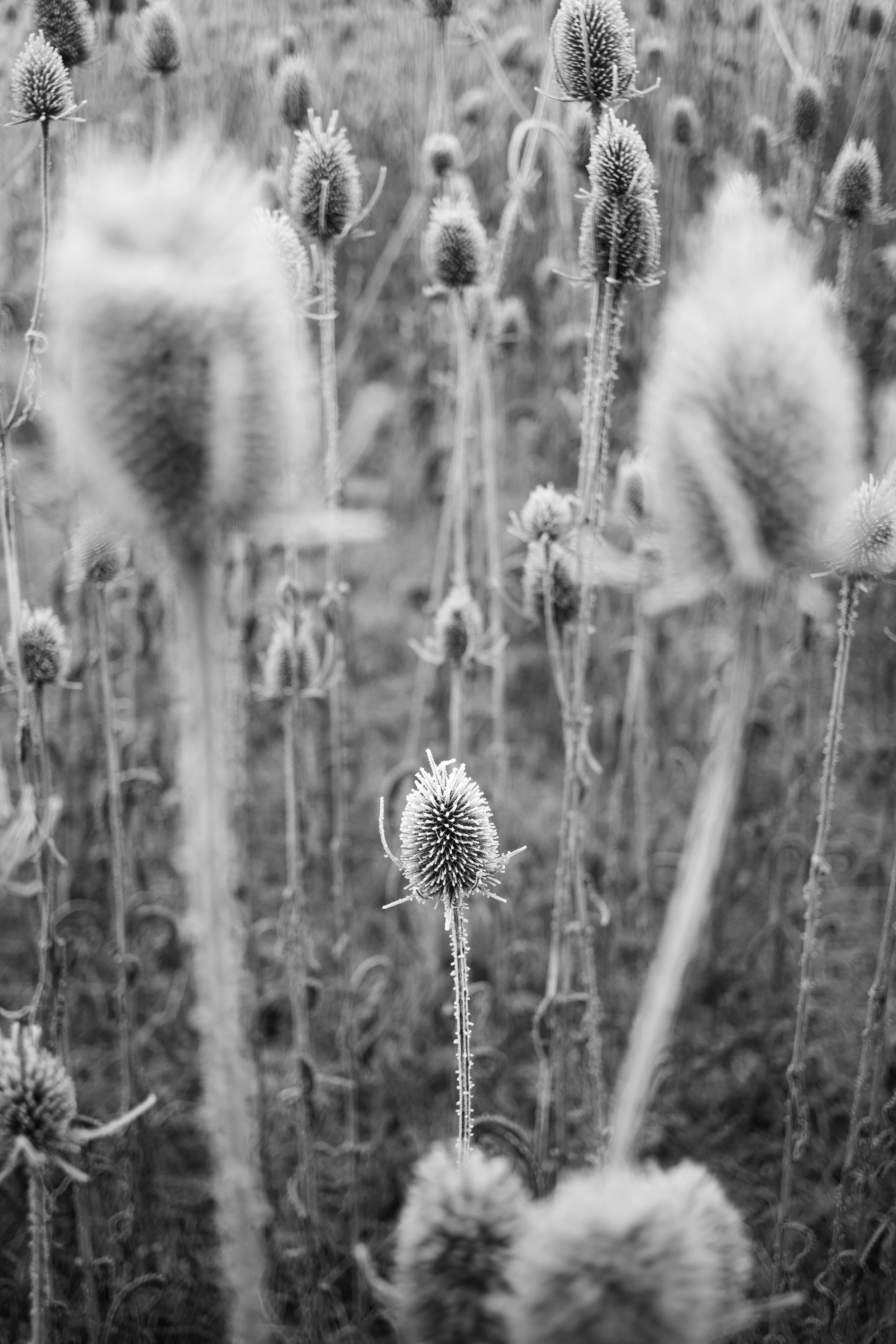 Black and white photograph of a frost-covered teasel centered in the frame, surrounded by taller out-of-focus teasels in a frozen field