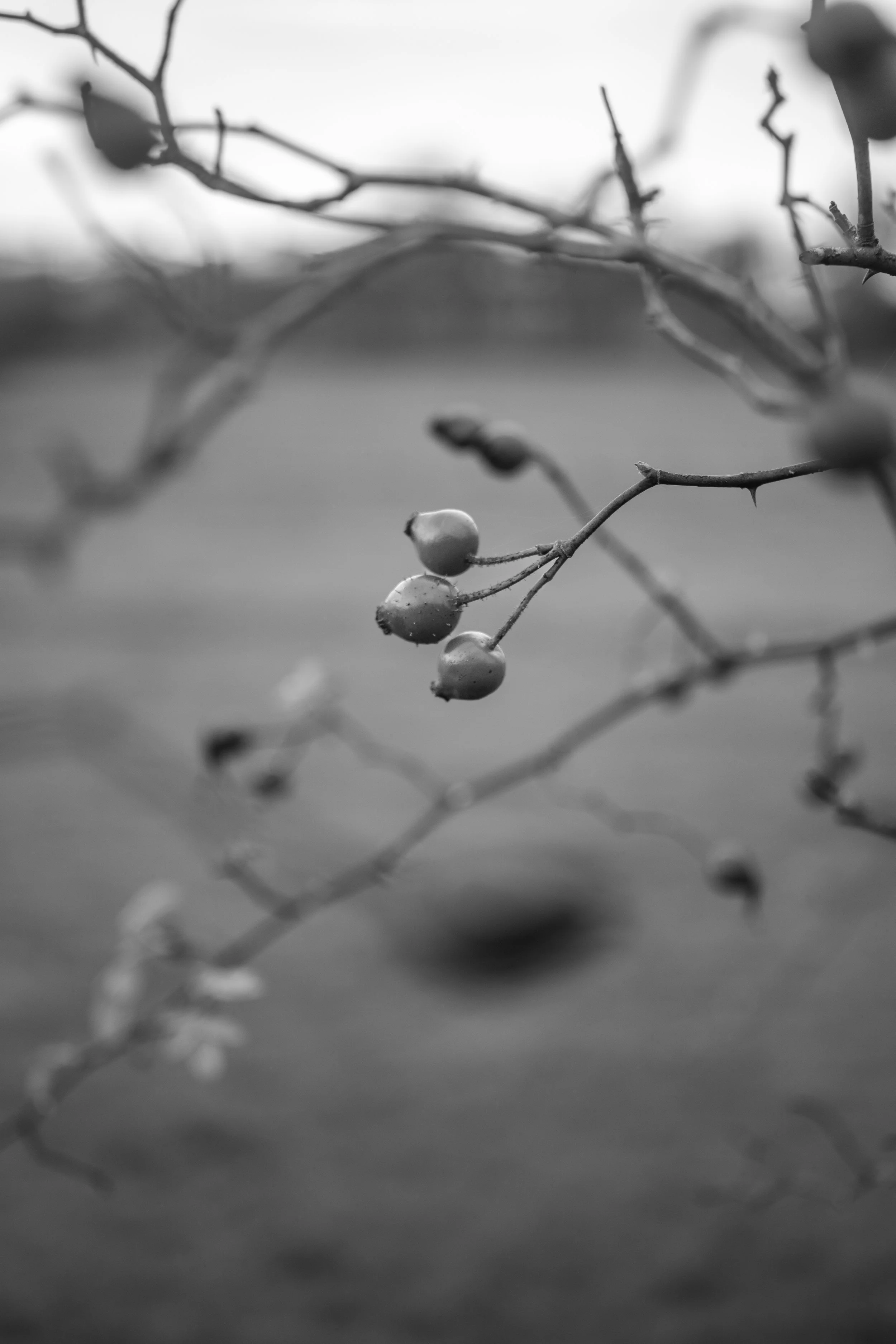 Black and white photograph of dog rose hips hanging from thorny branches with a softly blurred background.