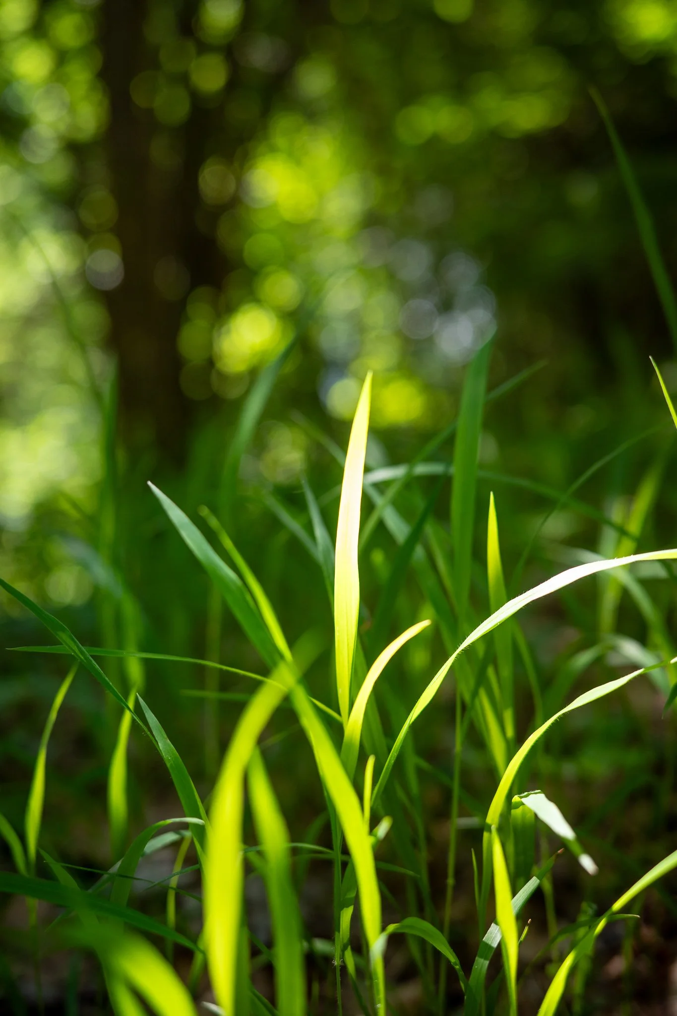 Blades of grass glowing where backlight catches them, set against a dark forest floor with soft green bokeh from sunlit leaves behind